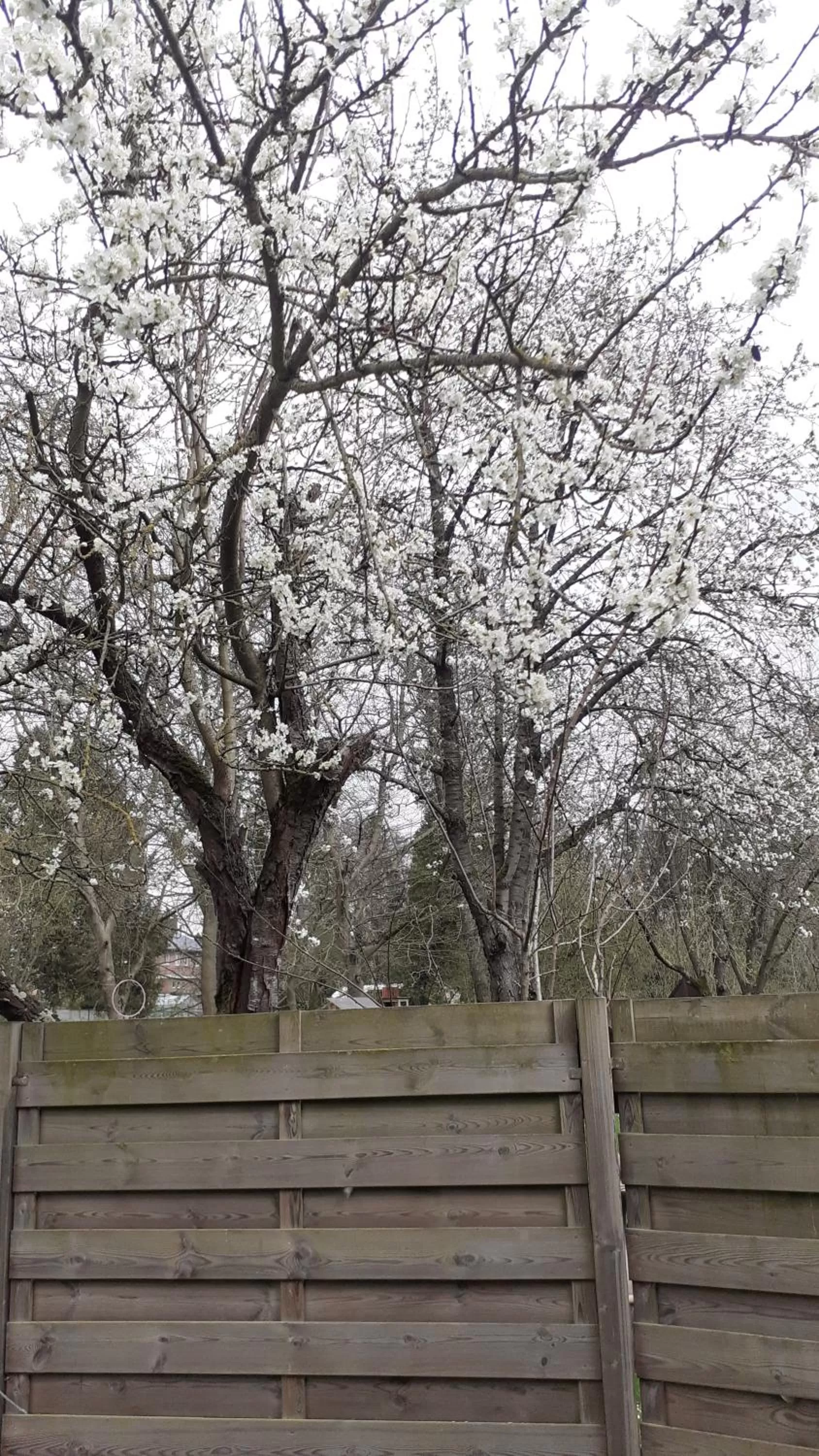 Garden in B&B De Dubbelmolen
