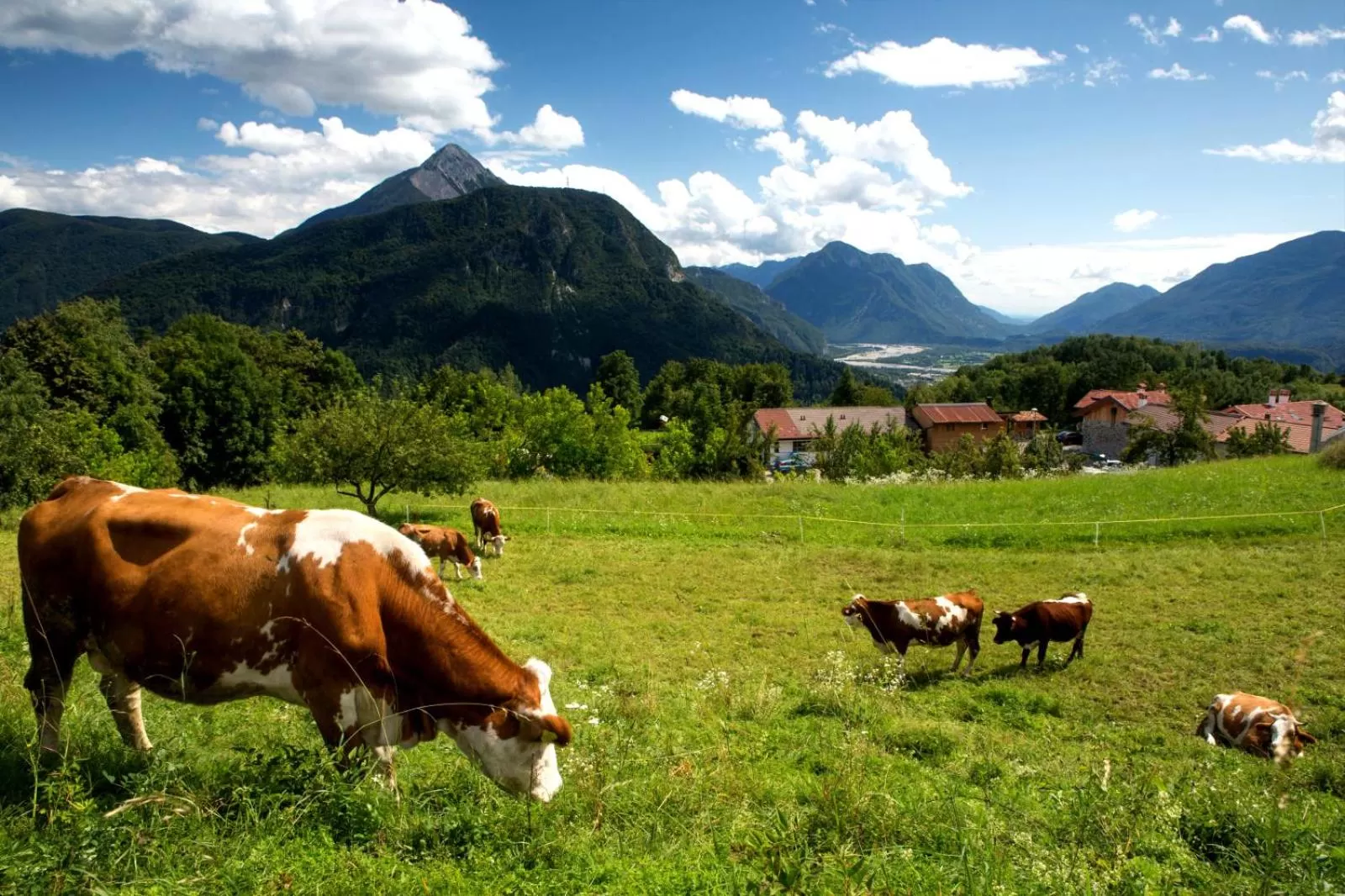 Day, Other Animals in Albergo Diffuso Tolmezzo