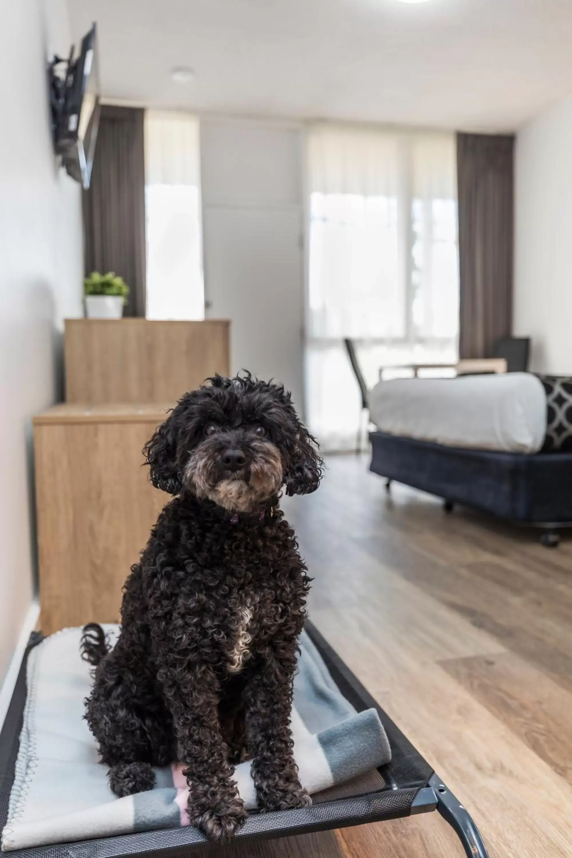 Pet Friendly Queen in Adelaide Road Motor Lodge Pet Friendly Queen in Adelaide Road Motor Lodge