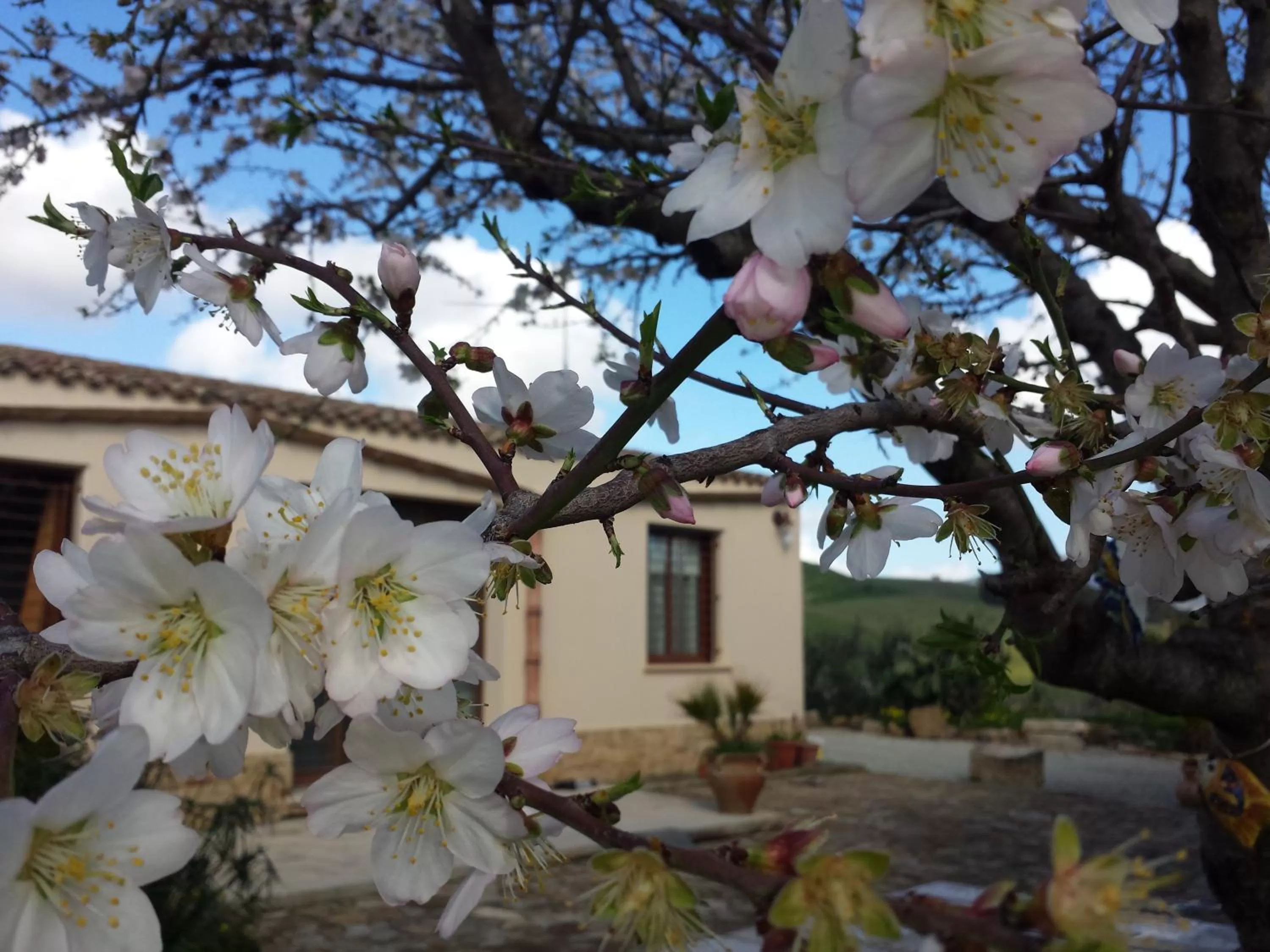 Facade/entrance in La Suite Di Segesta