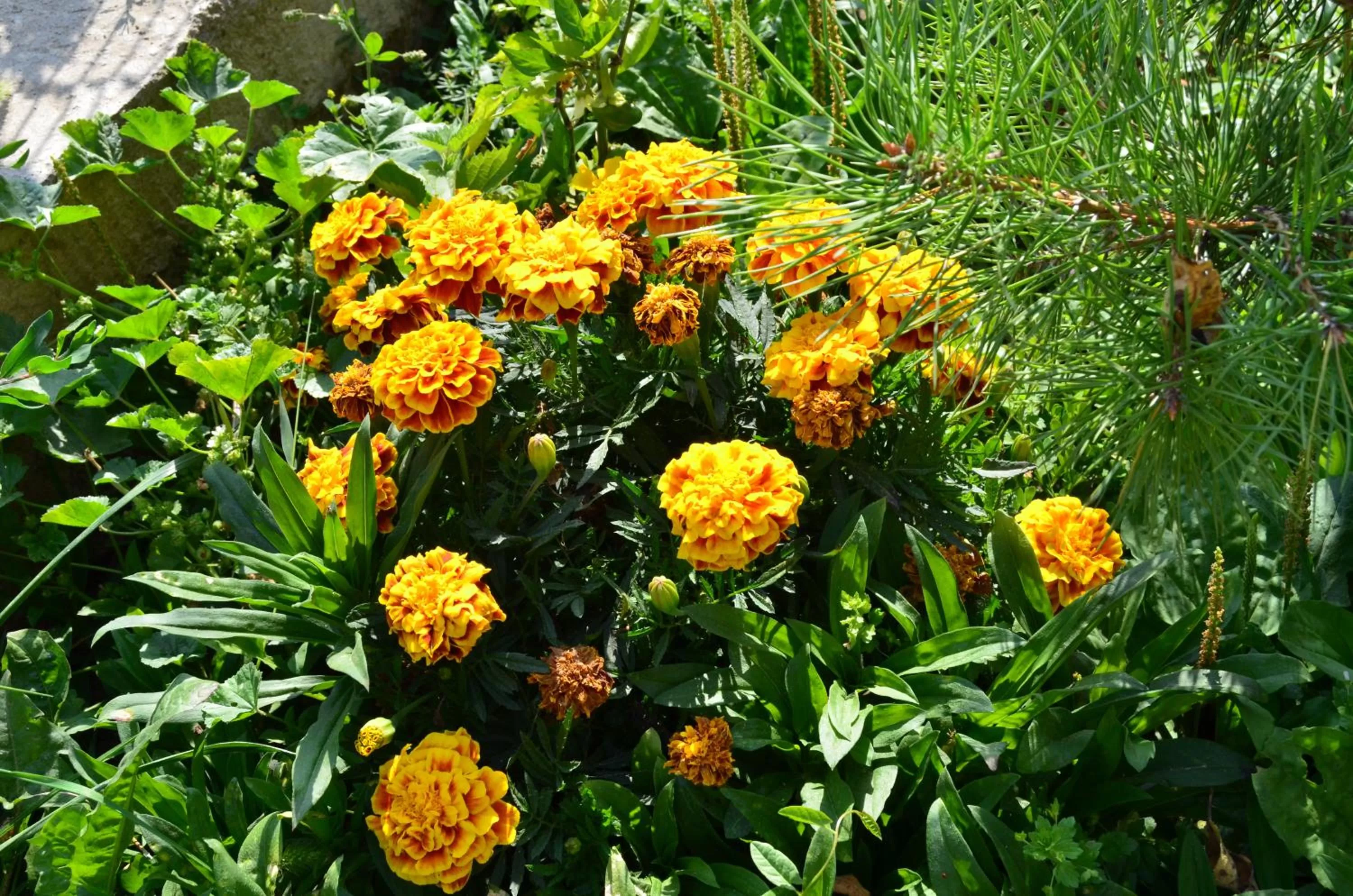 Property building, Garden in Green Dilijan B&B