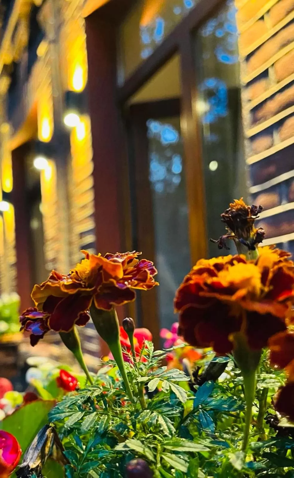 Balcony/Terrace in Hotel British House