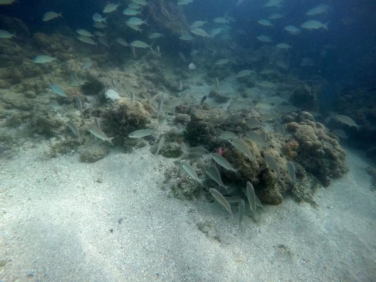 Other Animals in Pousada e Restaurante Encanto das Águas