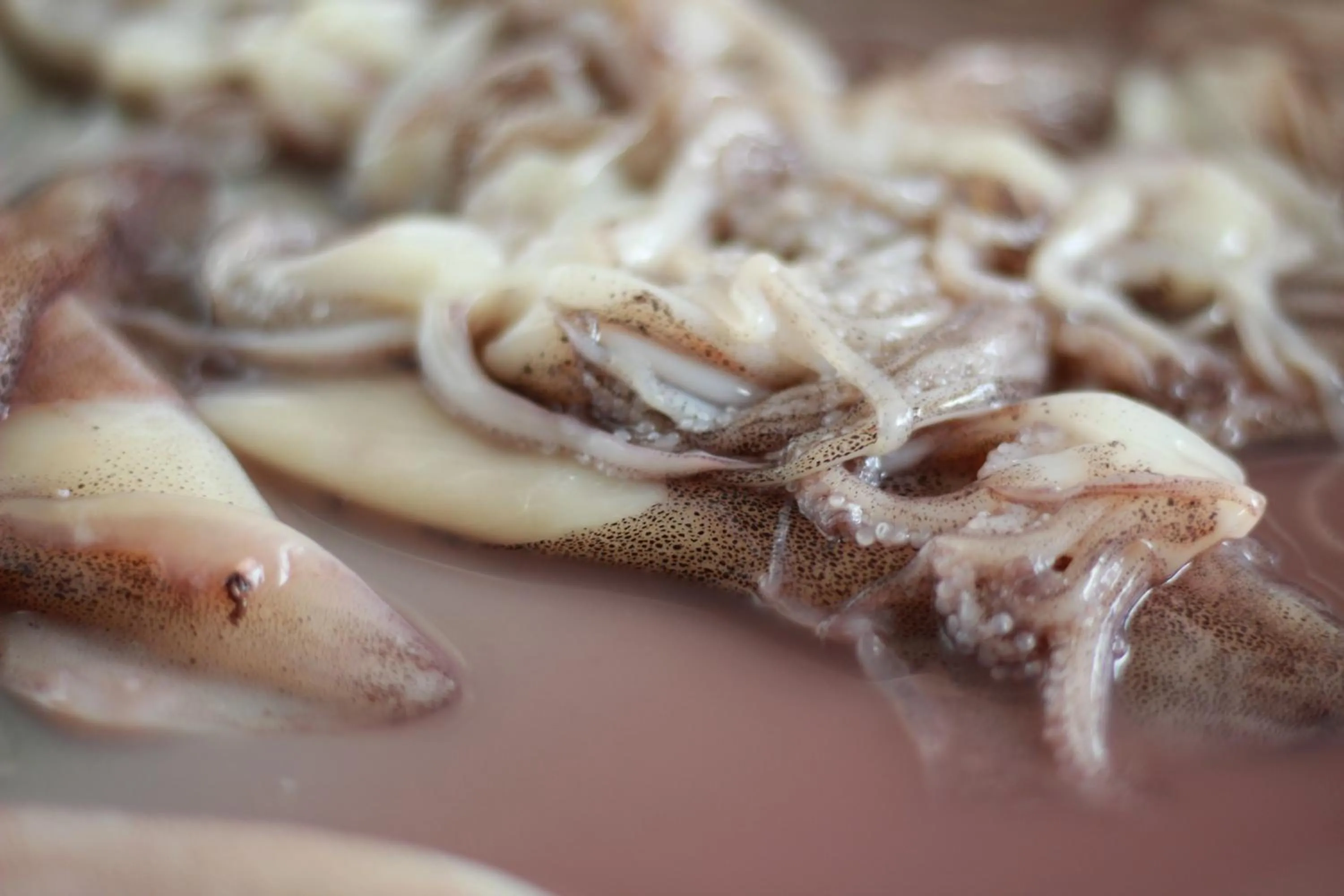 Fishing in Hotel Cosmopol