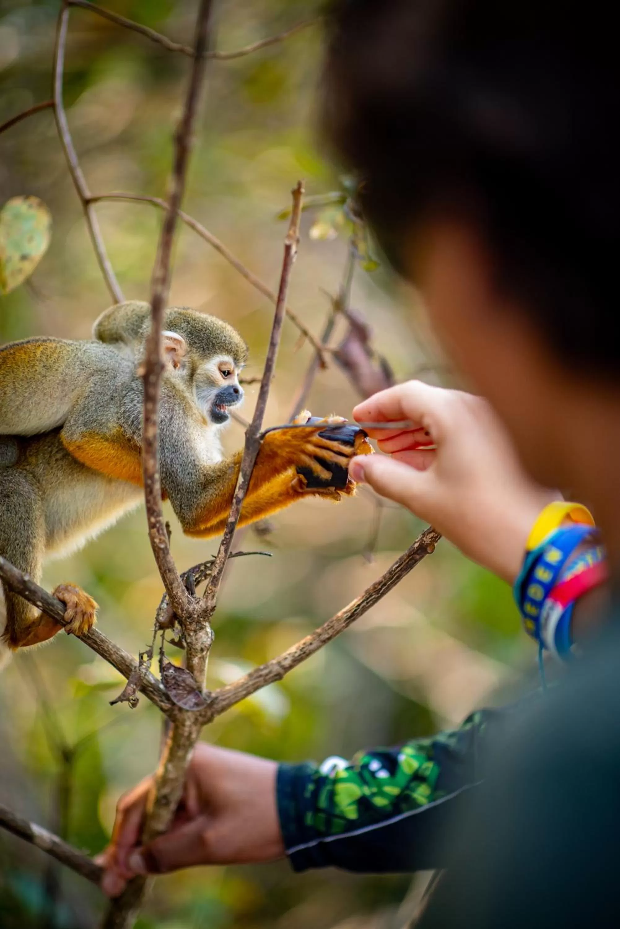 Animals, Other Animals in Uiara Amazon Resort