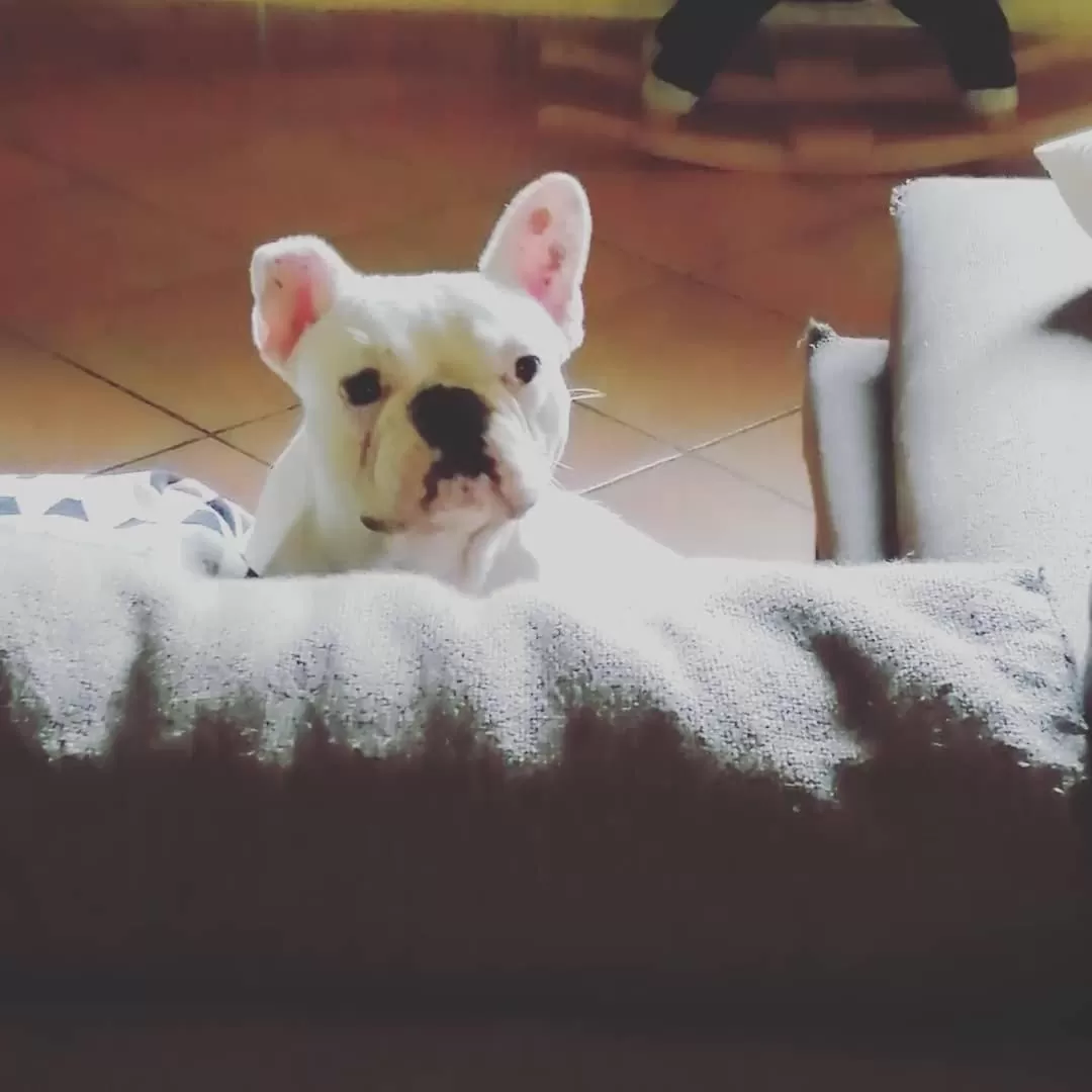 Pets in B&B Villa Anita