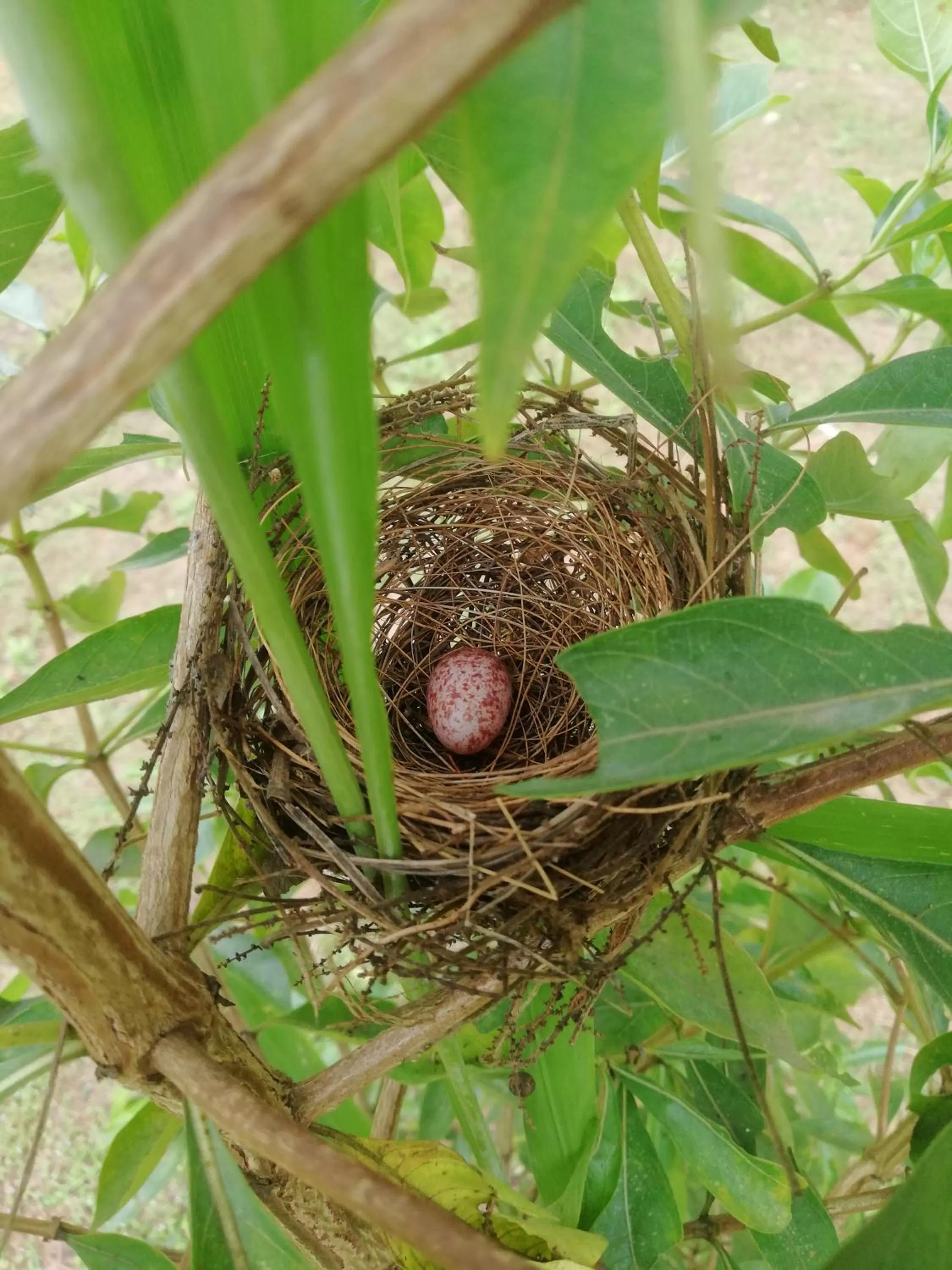 Other Animals in Green Cottage