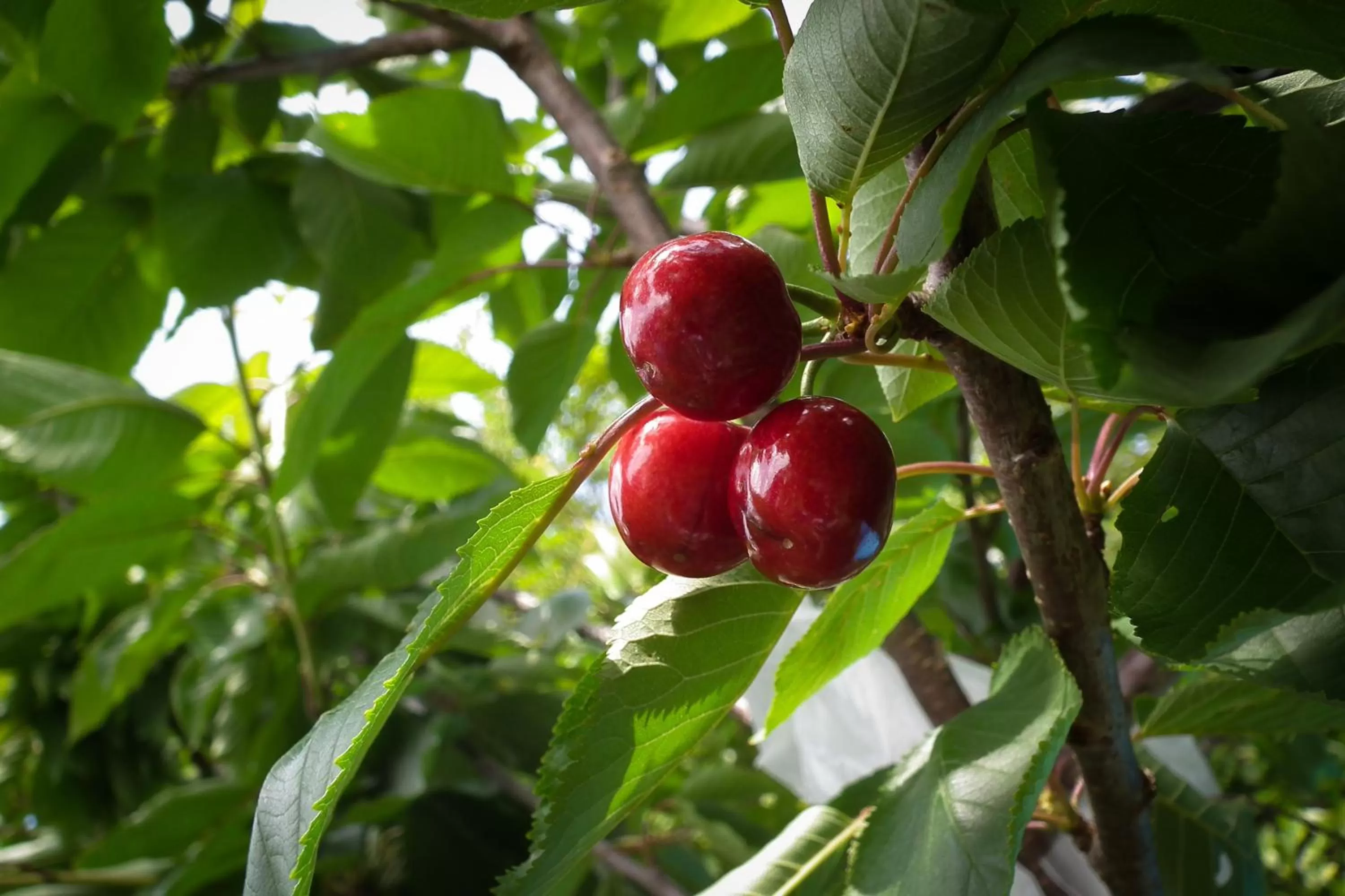 Garden in Paeroa bed and breakfast