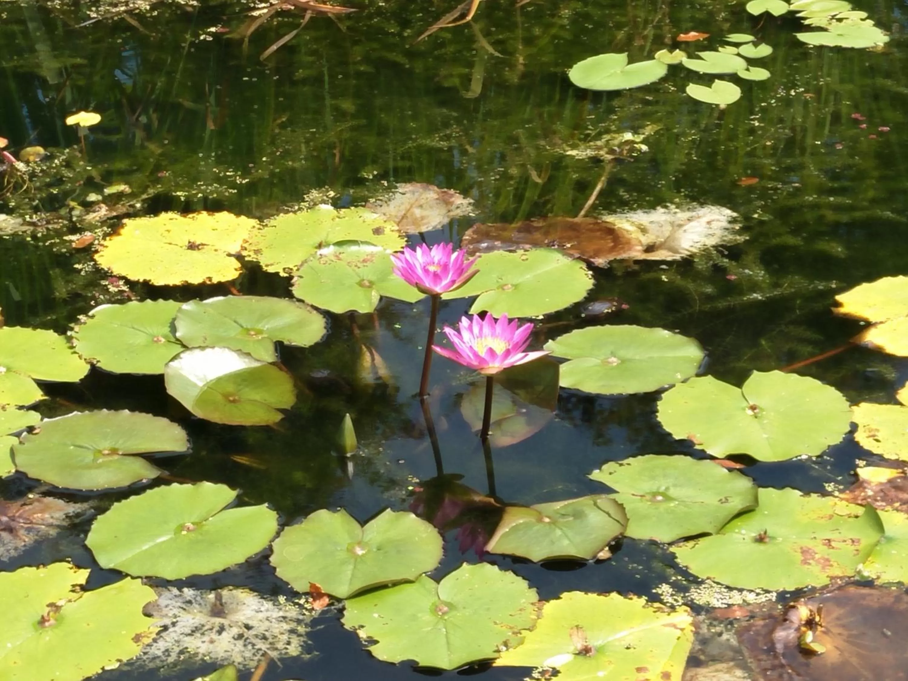 Garden in Rainbow Bridge B&B
