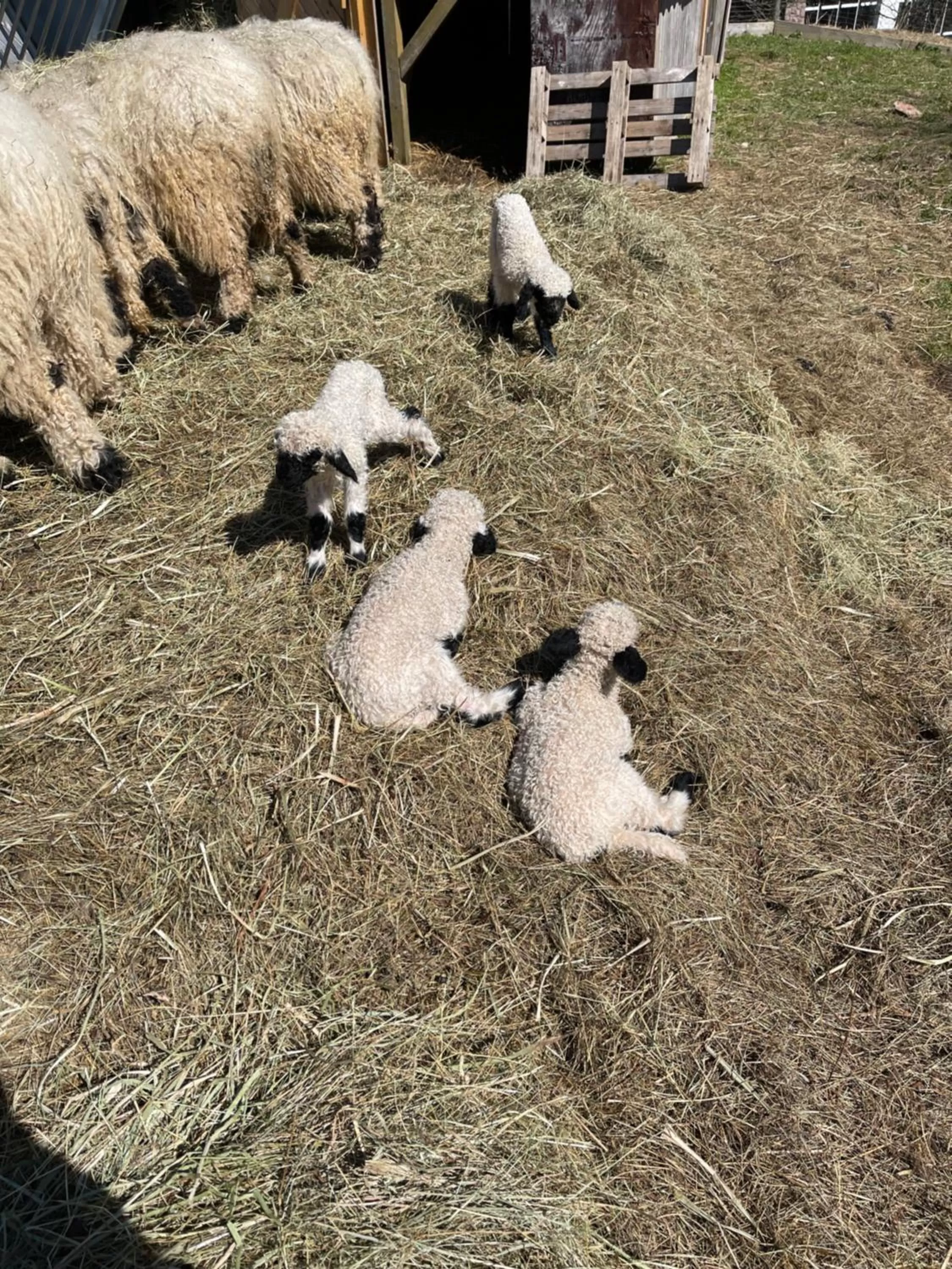 Animals in Hotel Lugsteinhof