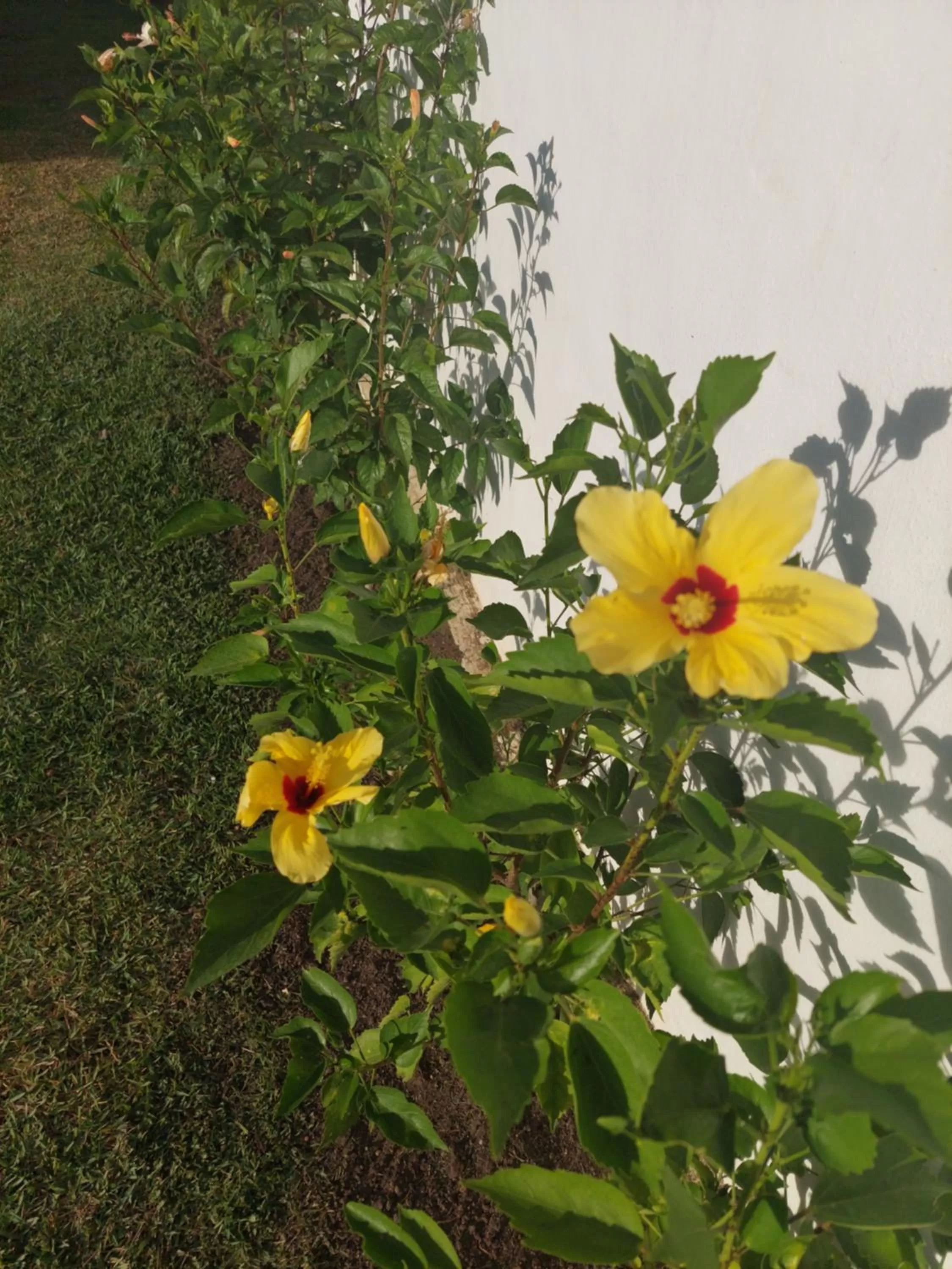 Garden in Arataba Hotel Boutique e Bistrô - 150 mts do mar