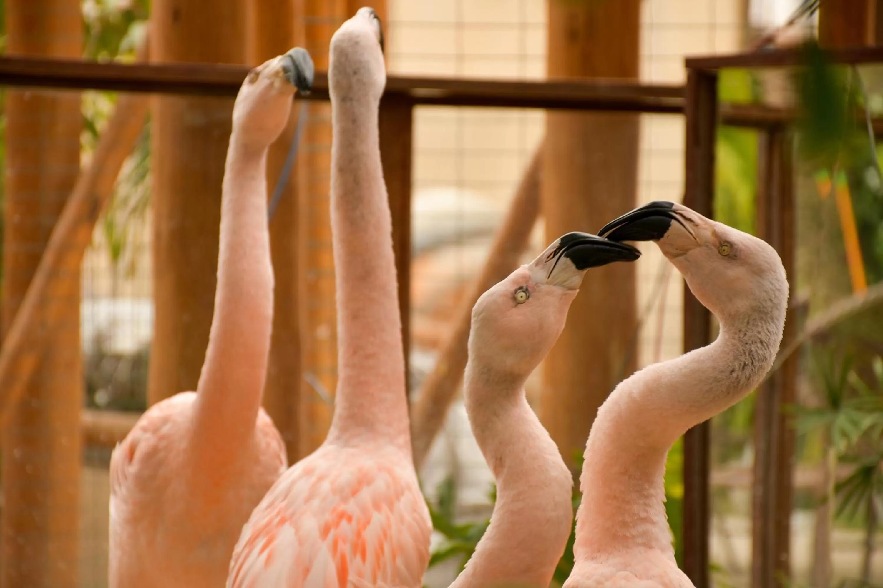 Other Animals in Pousada Sol e Mar