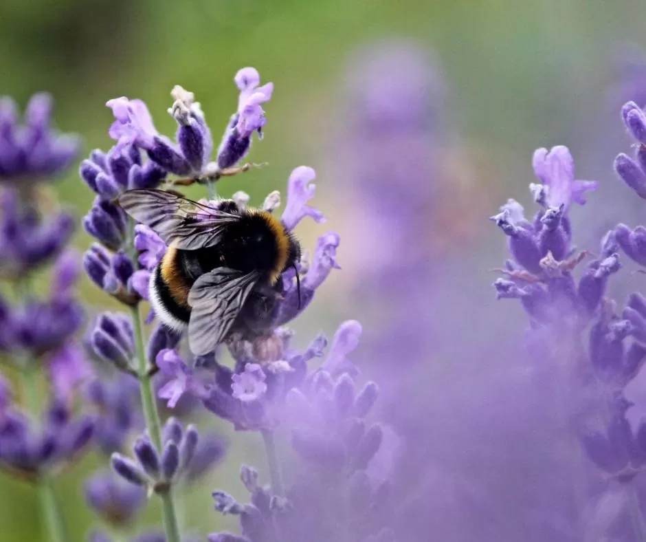 Other Animals in Theodosius Forest Village - Glamping in Vipava valley