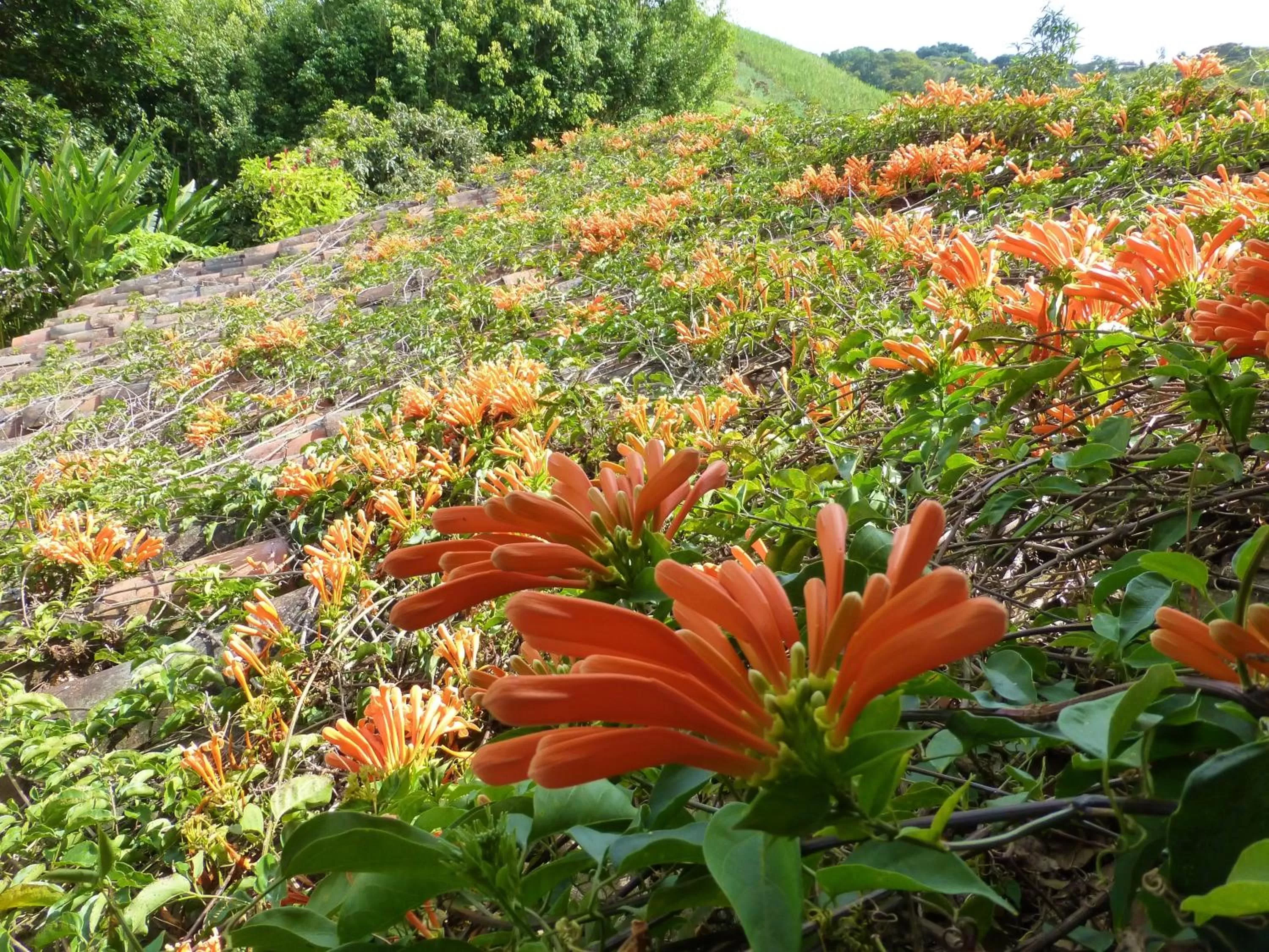 Area and facilities, Garden in Finca El Cielo