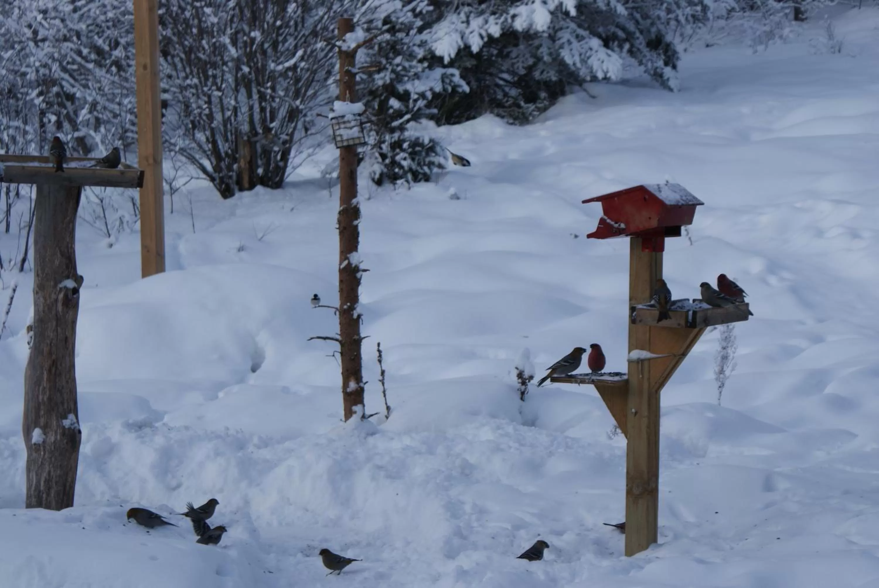Winter in Top of Algonquin Bed and Breakfast