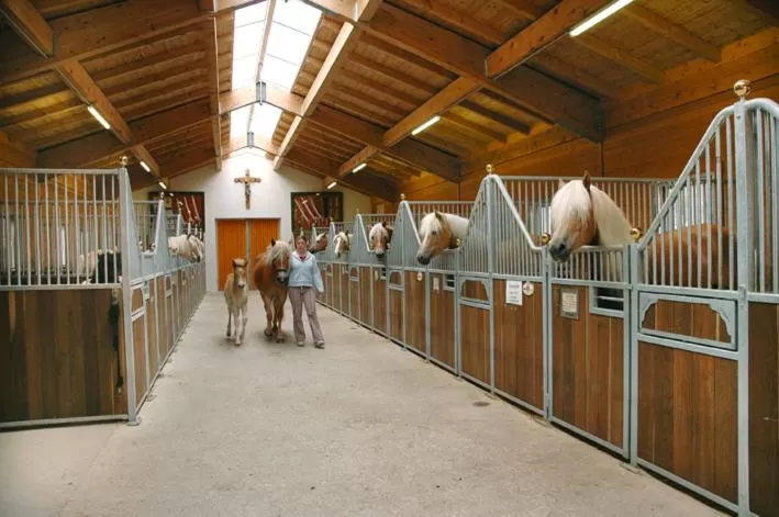 Horse-riding, Other Animals in Hotel Hauserwirt