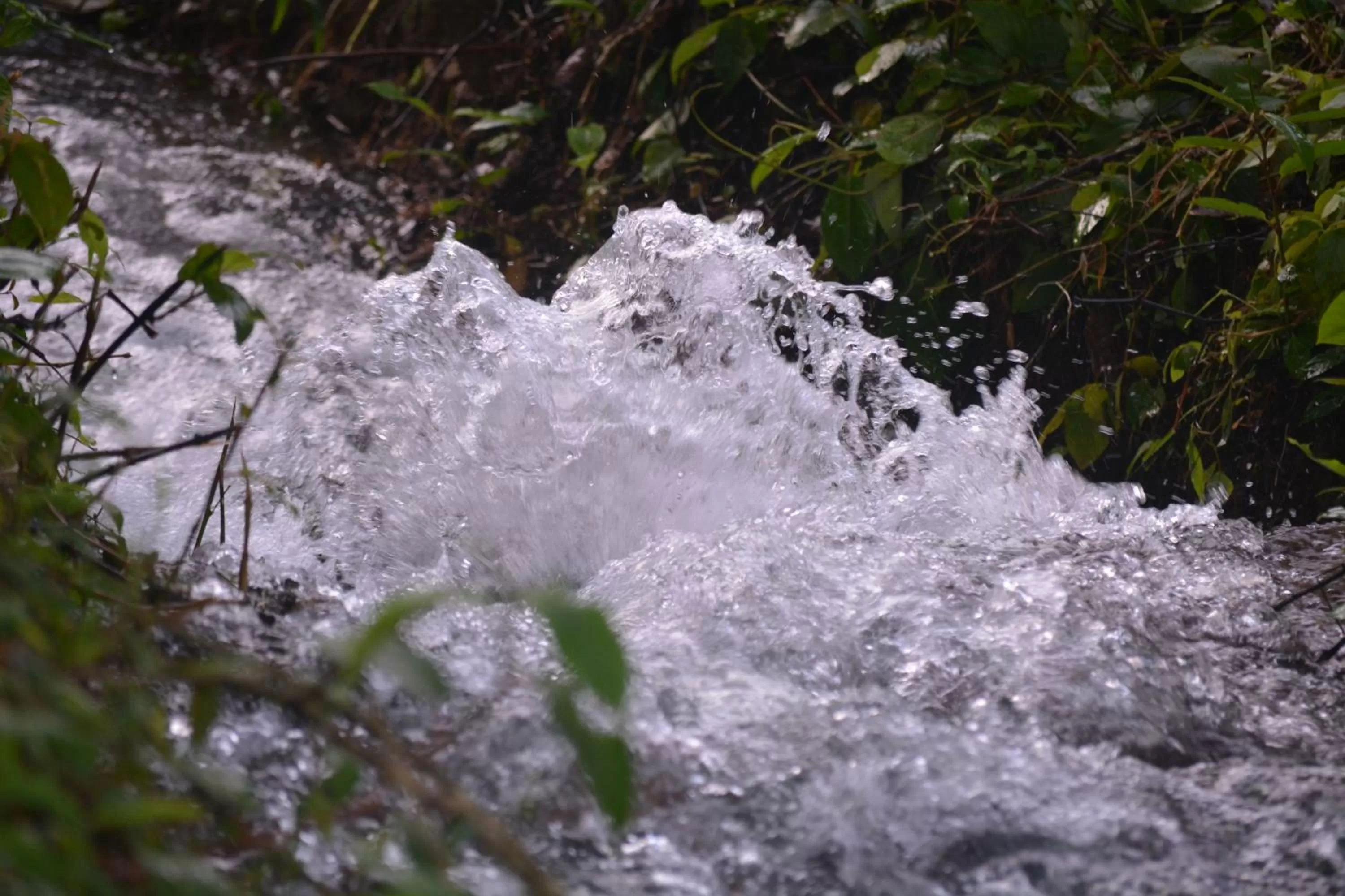 Natural landscape in Magnolia Estates & Resorts