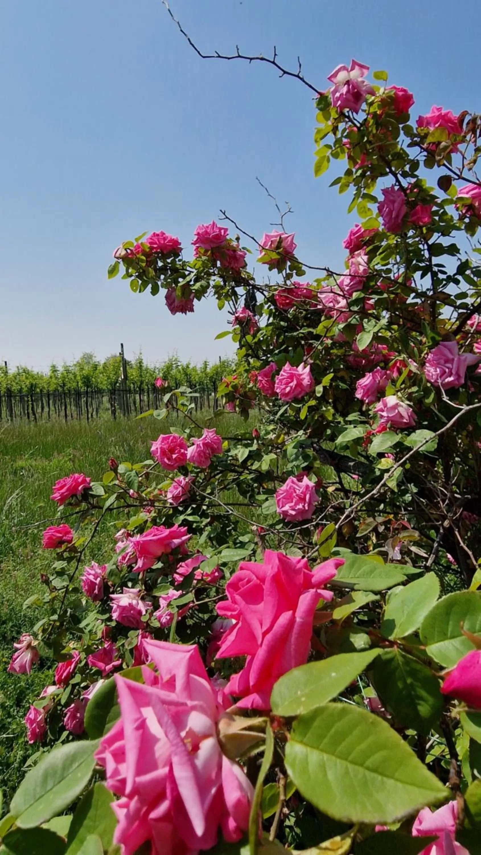 View (from property/room), Garden in Casa Ossan