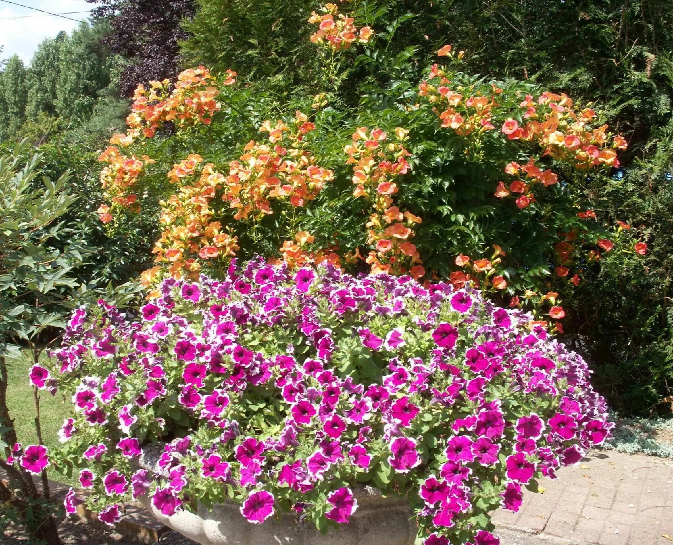 Garden in Le Clos des Perraudières