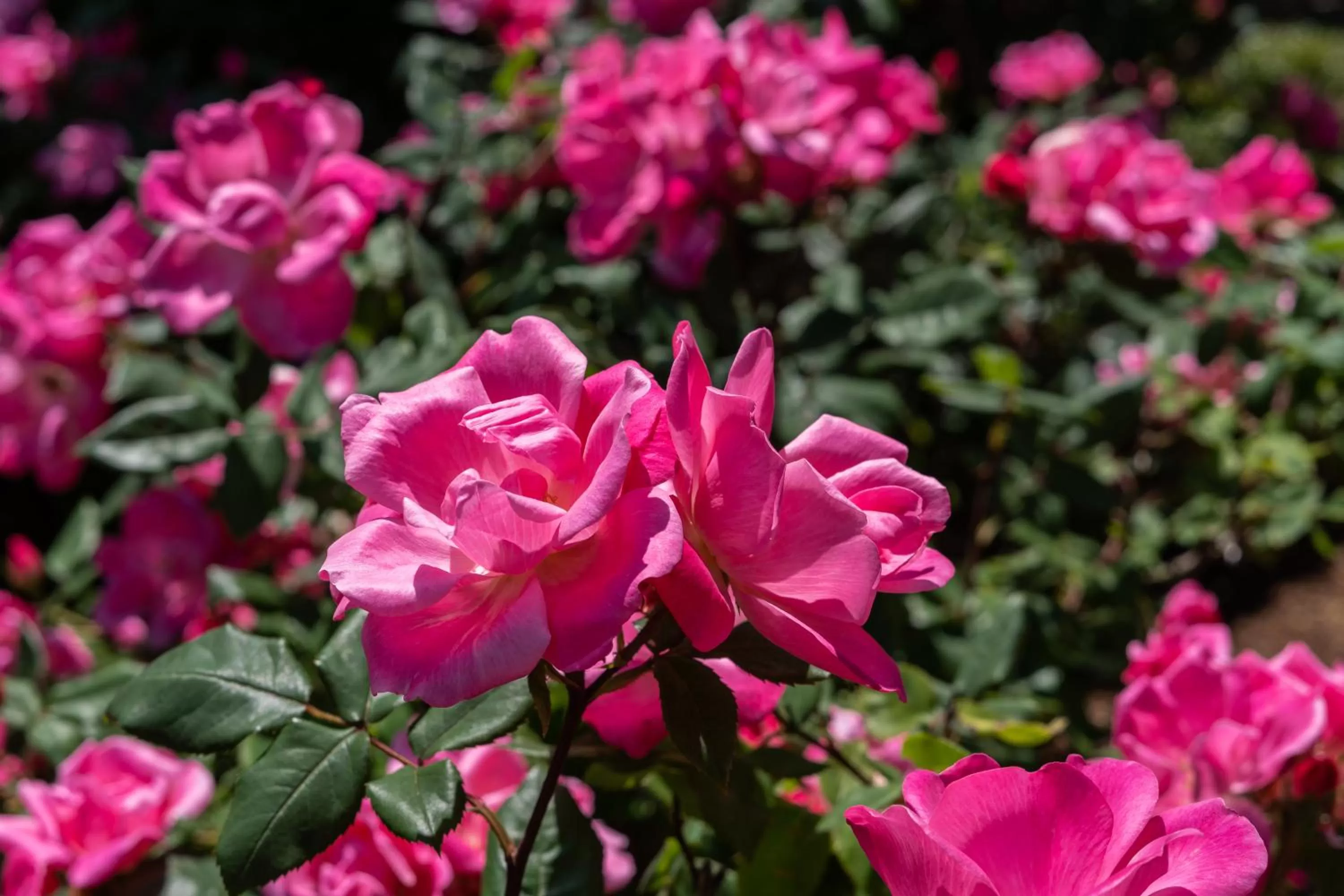 Garden in The Platinum Pebble Boutique Inn - Adults Only Property