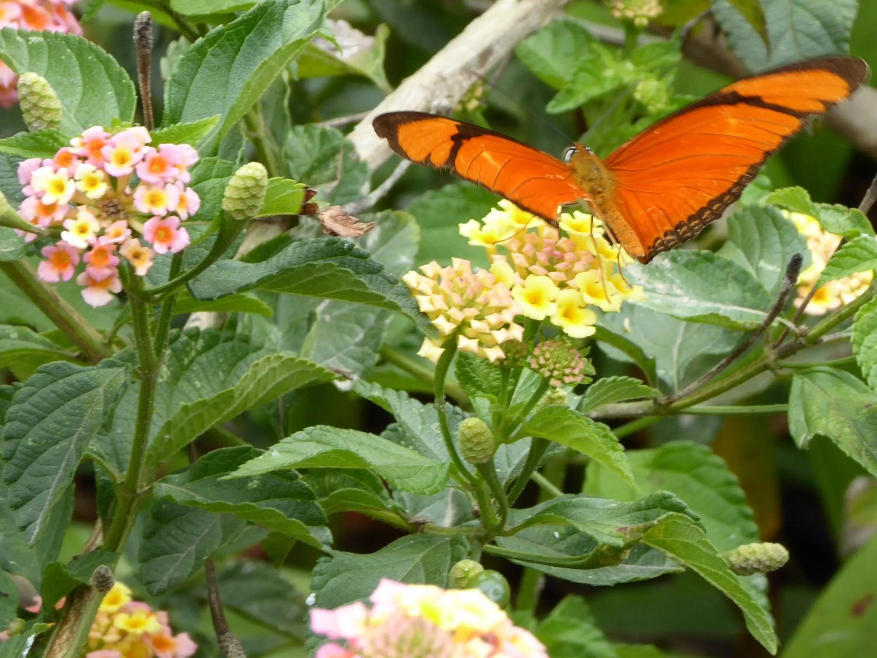 Animals in Finca El Cielo
