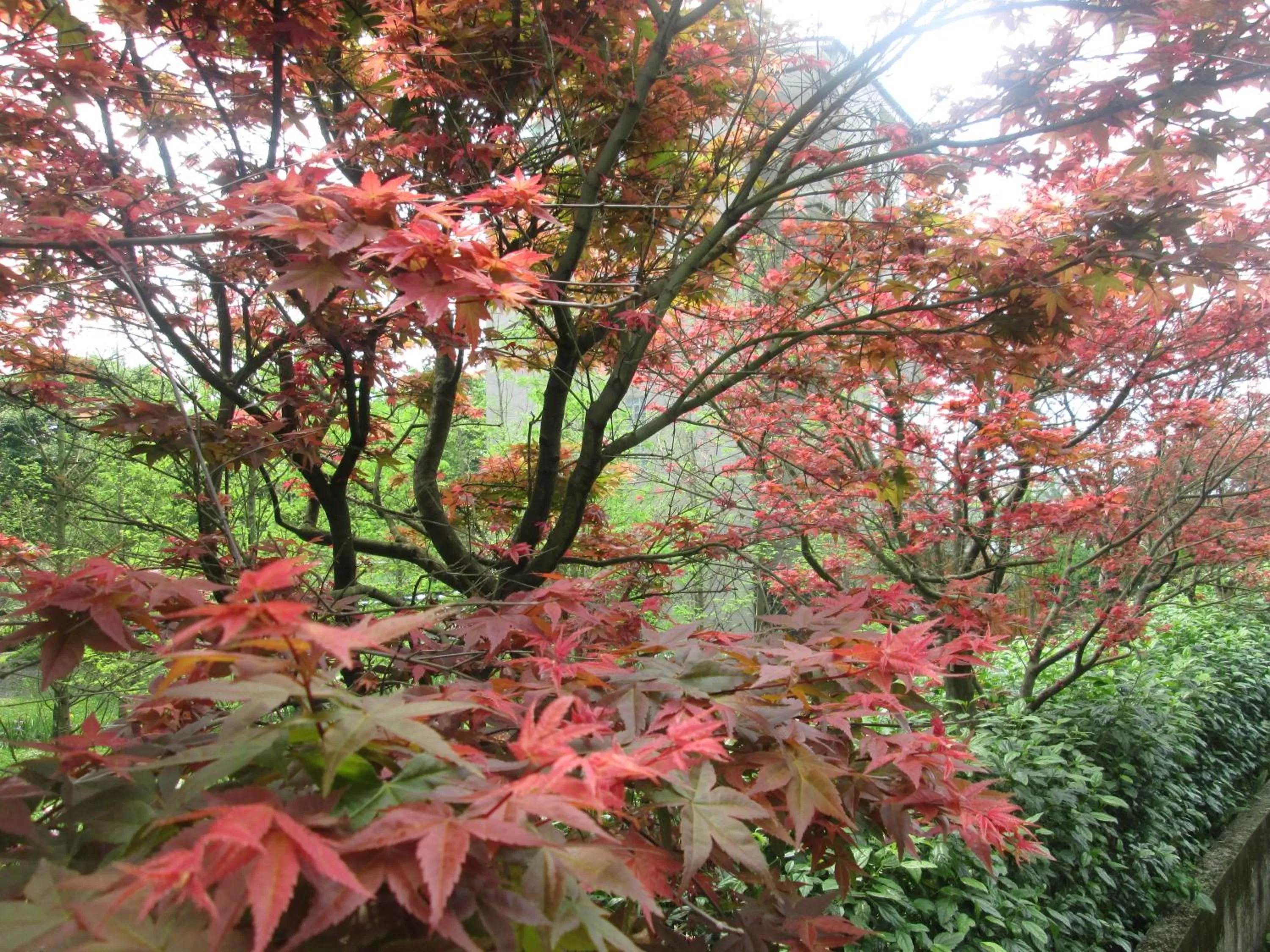 Garden, Natural Landscape in Rainbow Bridge B&B