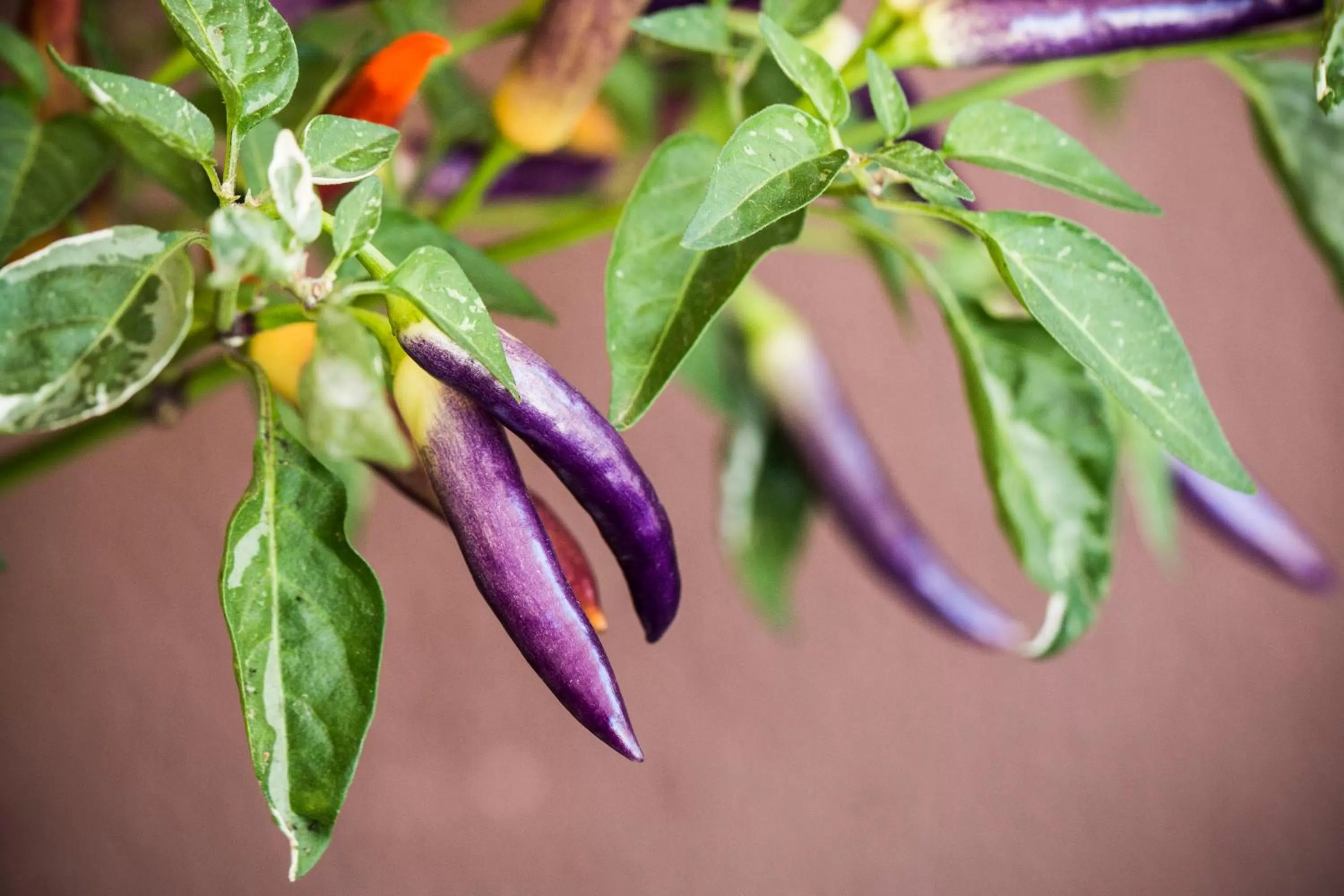 Garden in Pousada Flor Dália