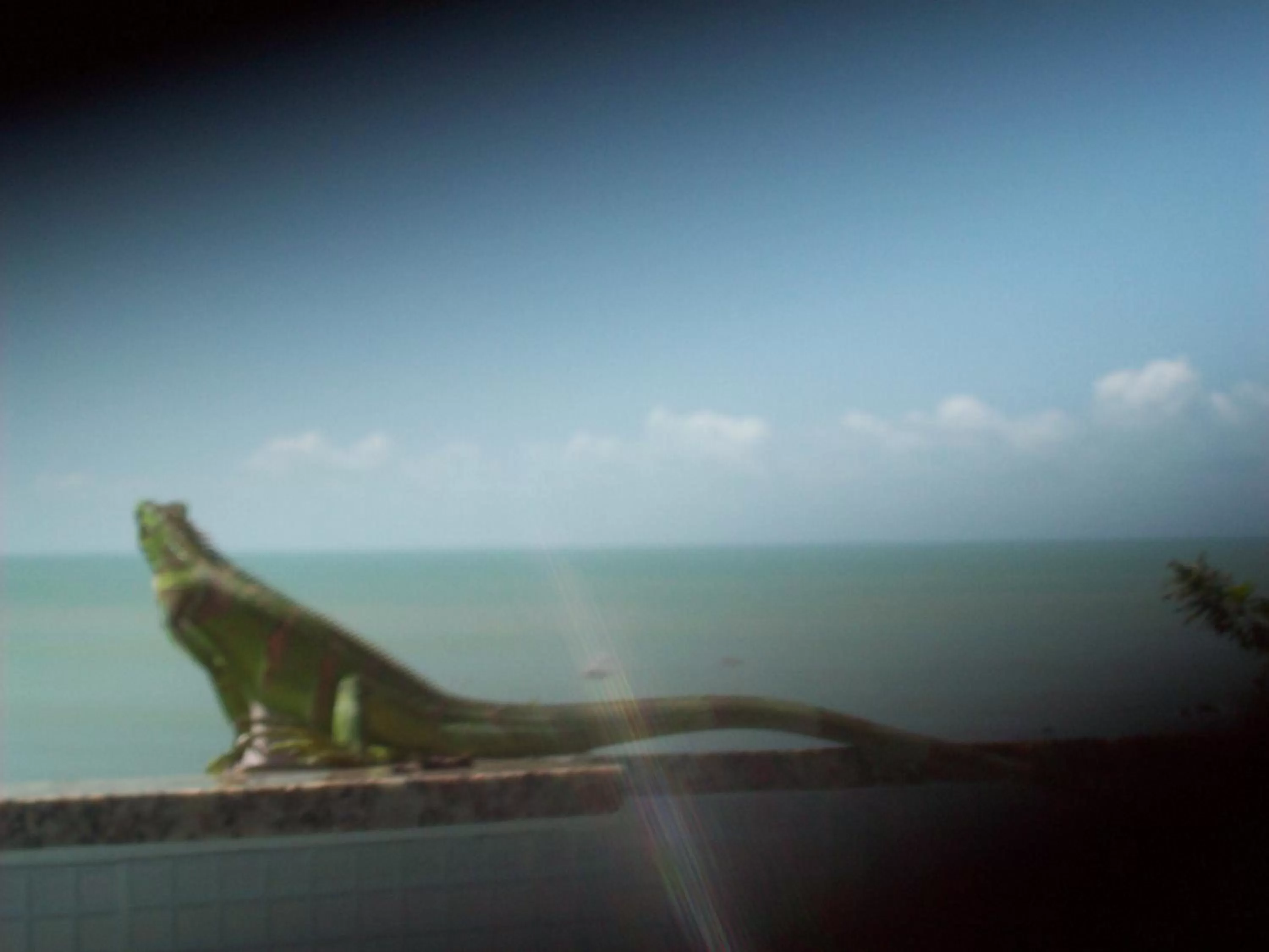 Animals in Hotel Pousada Estacao Do Sol Natal