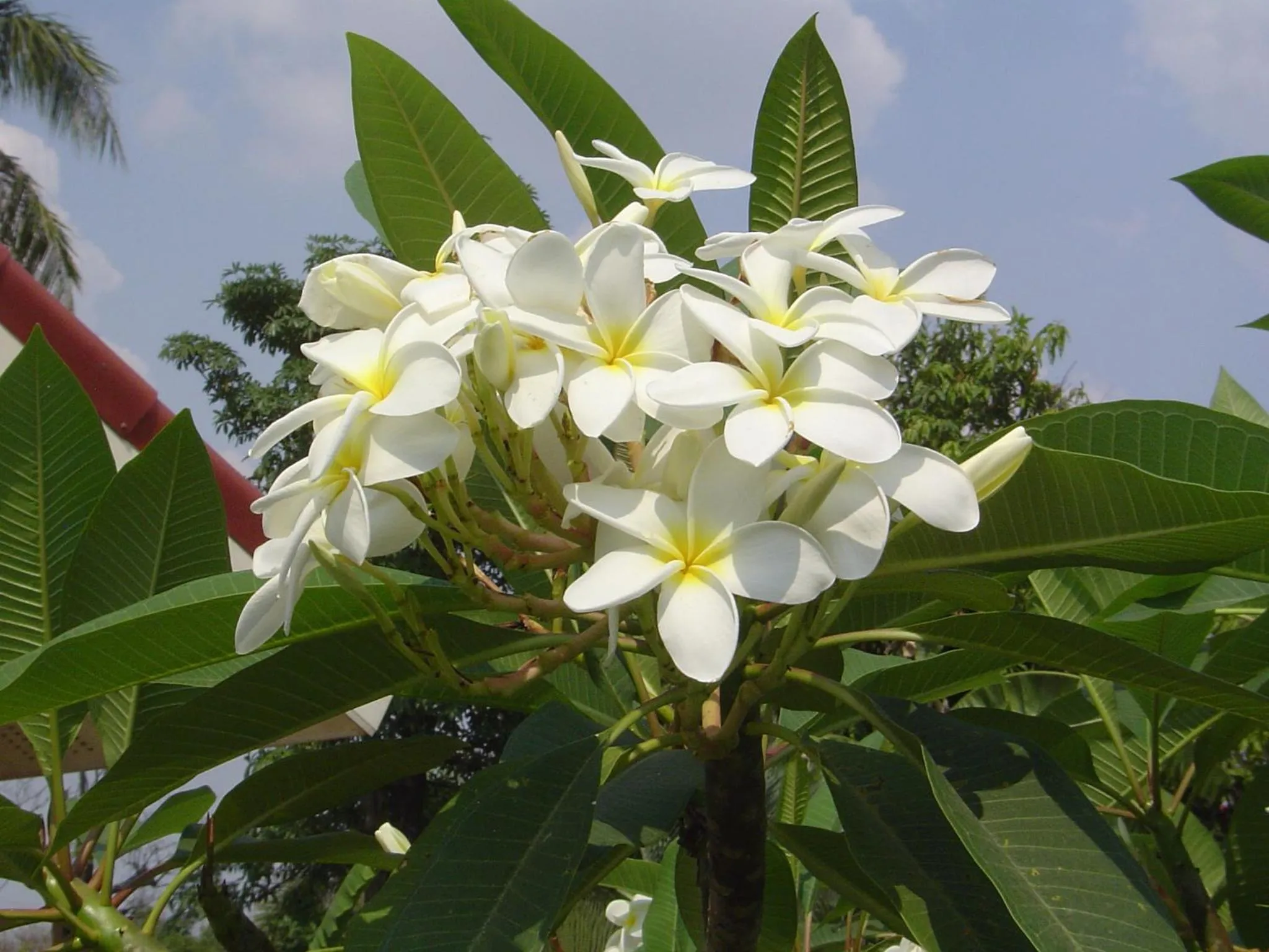 Garden in Mini-golf **** & Resort Ubon Ratchathani