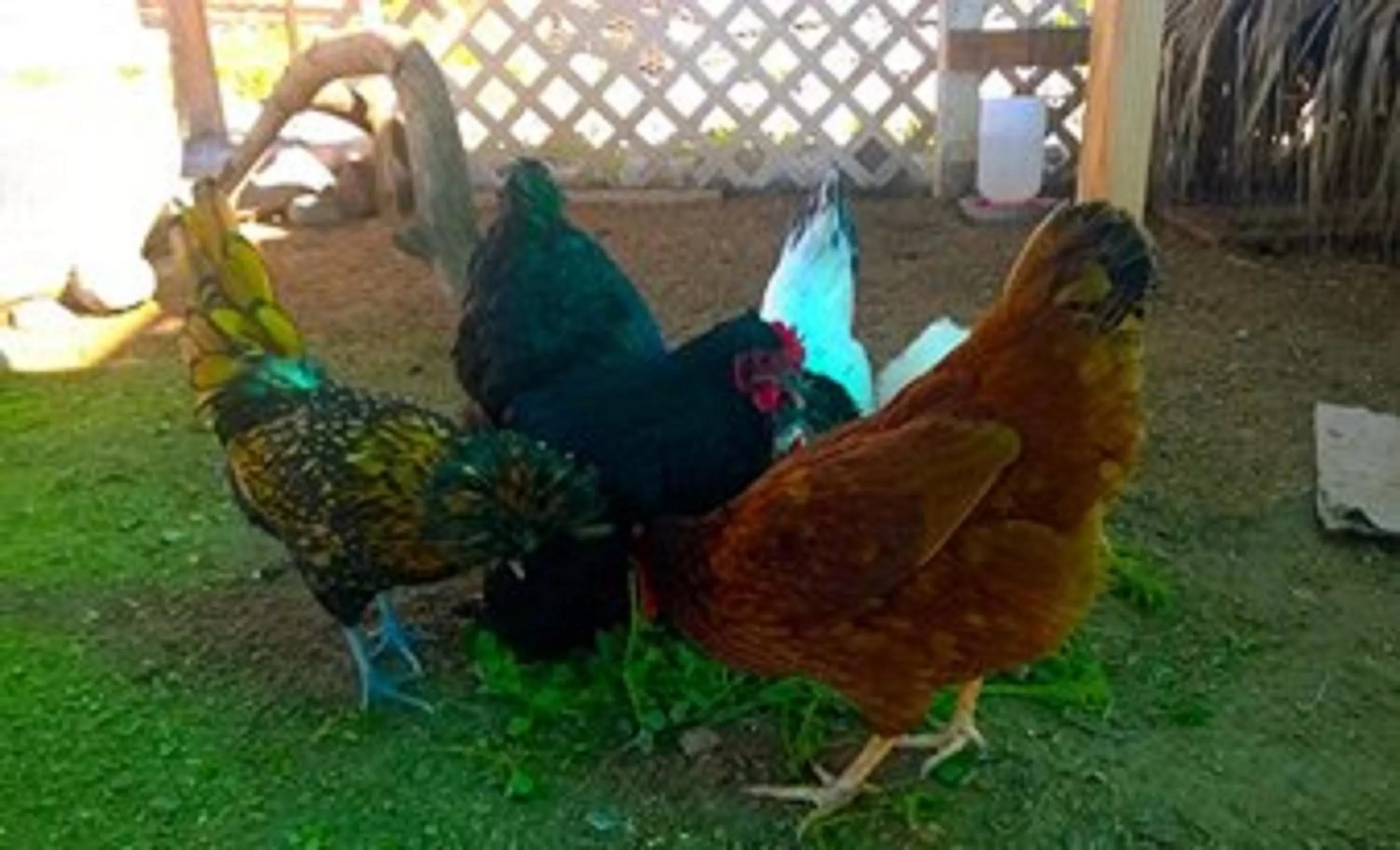 Food and drinks in Hacienda Rancho Santini