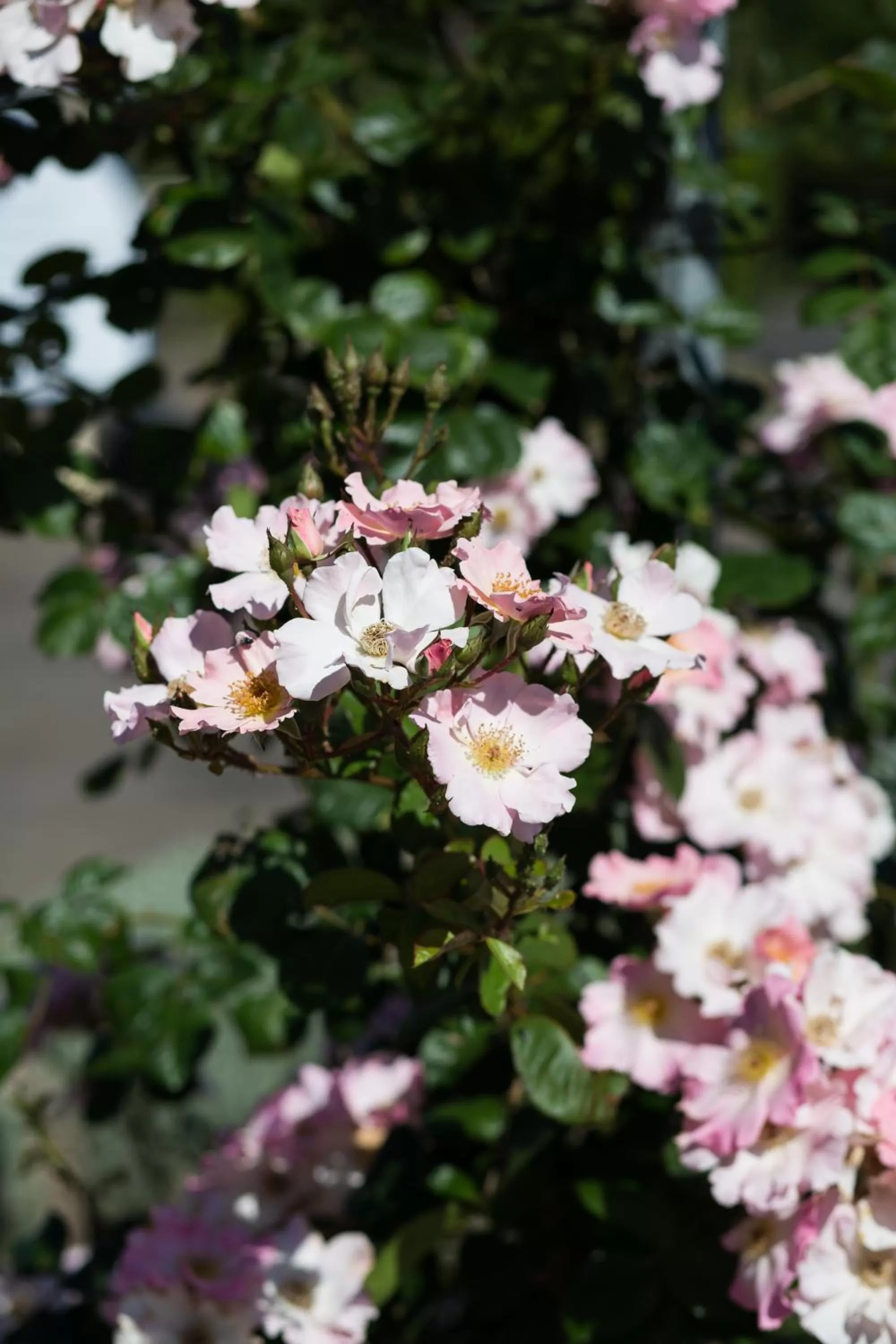 Garden in Willows Motel