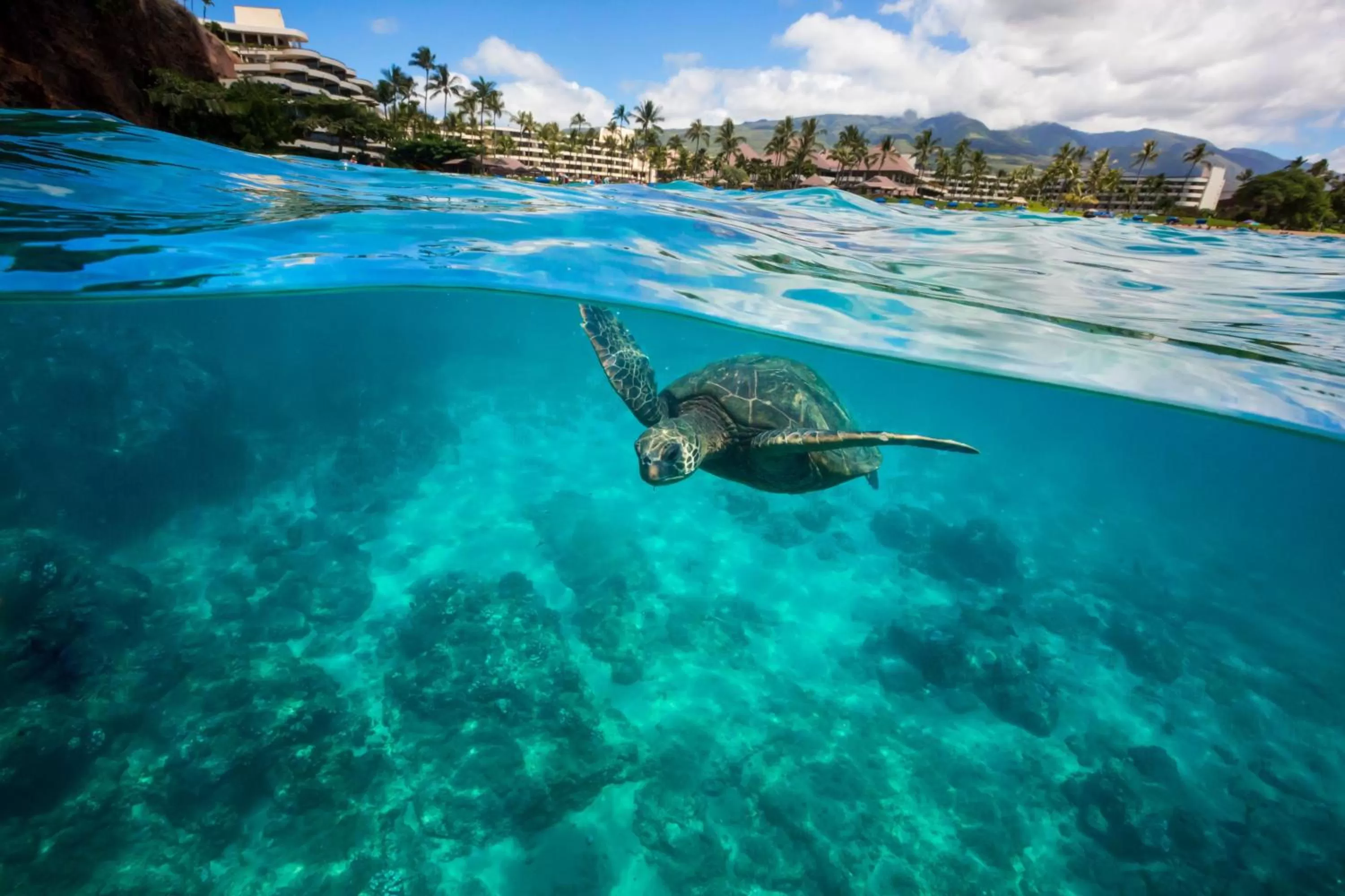 Beach in Sheraton Maui Resort & Spa