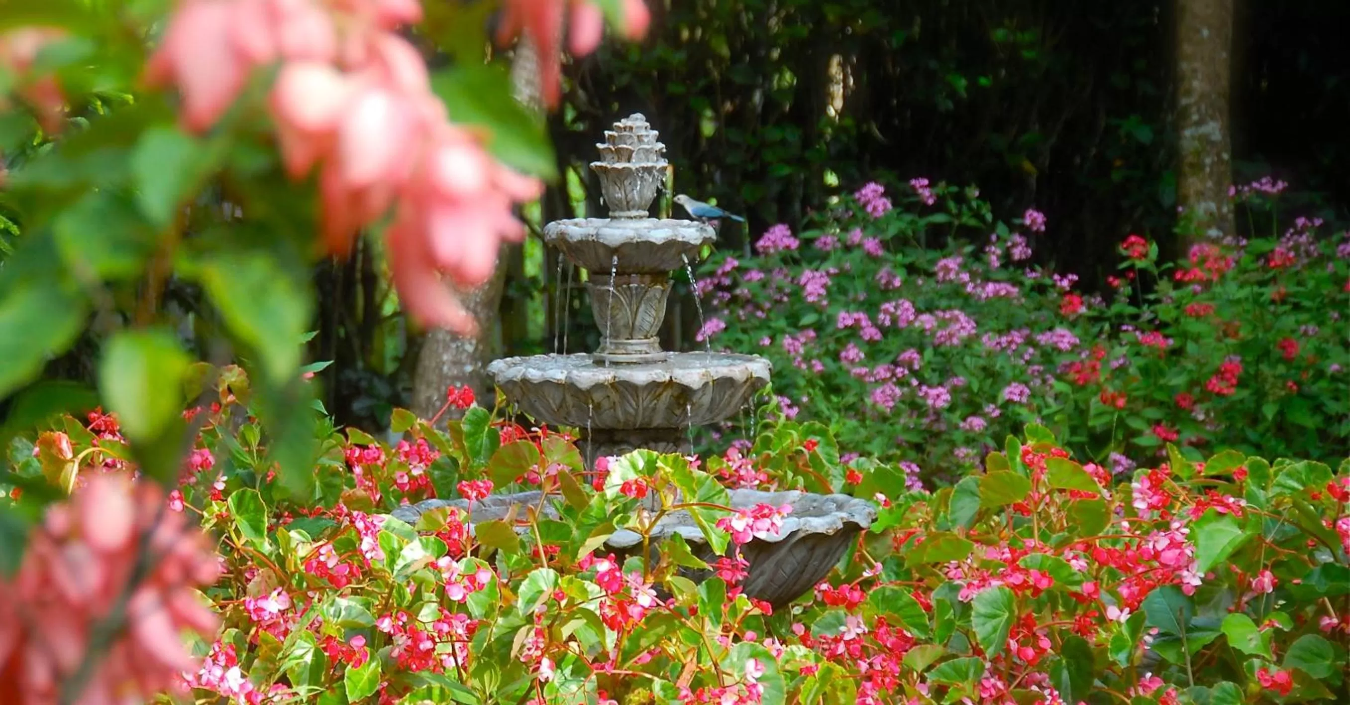 Day, Garden in Boquete Garden Inn