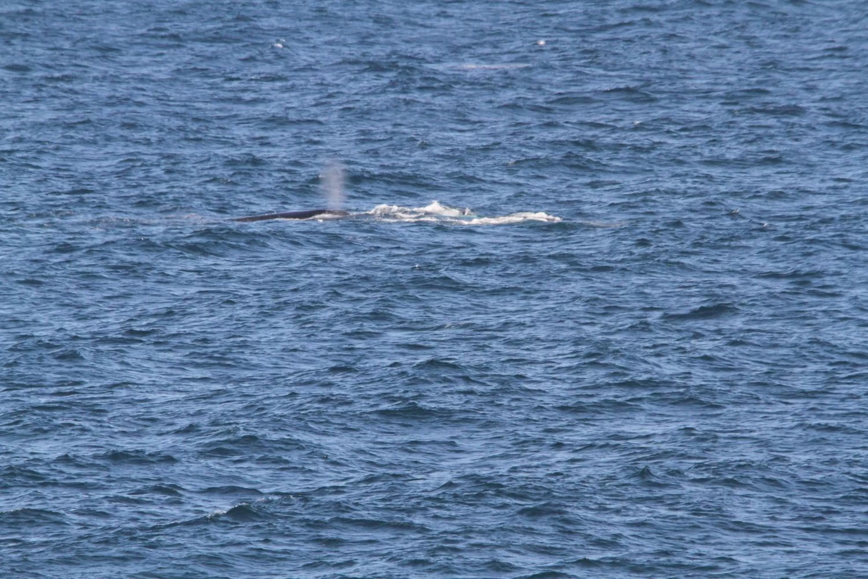 Natural landscape, Other Animals in Sea Whispers