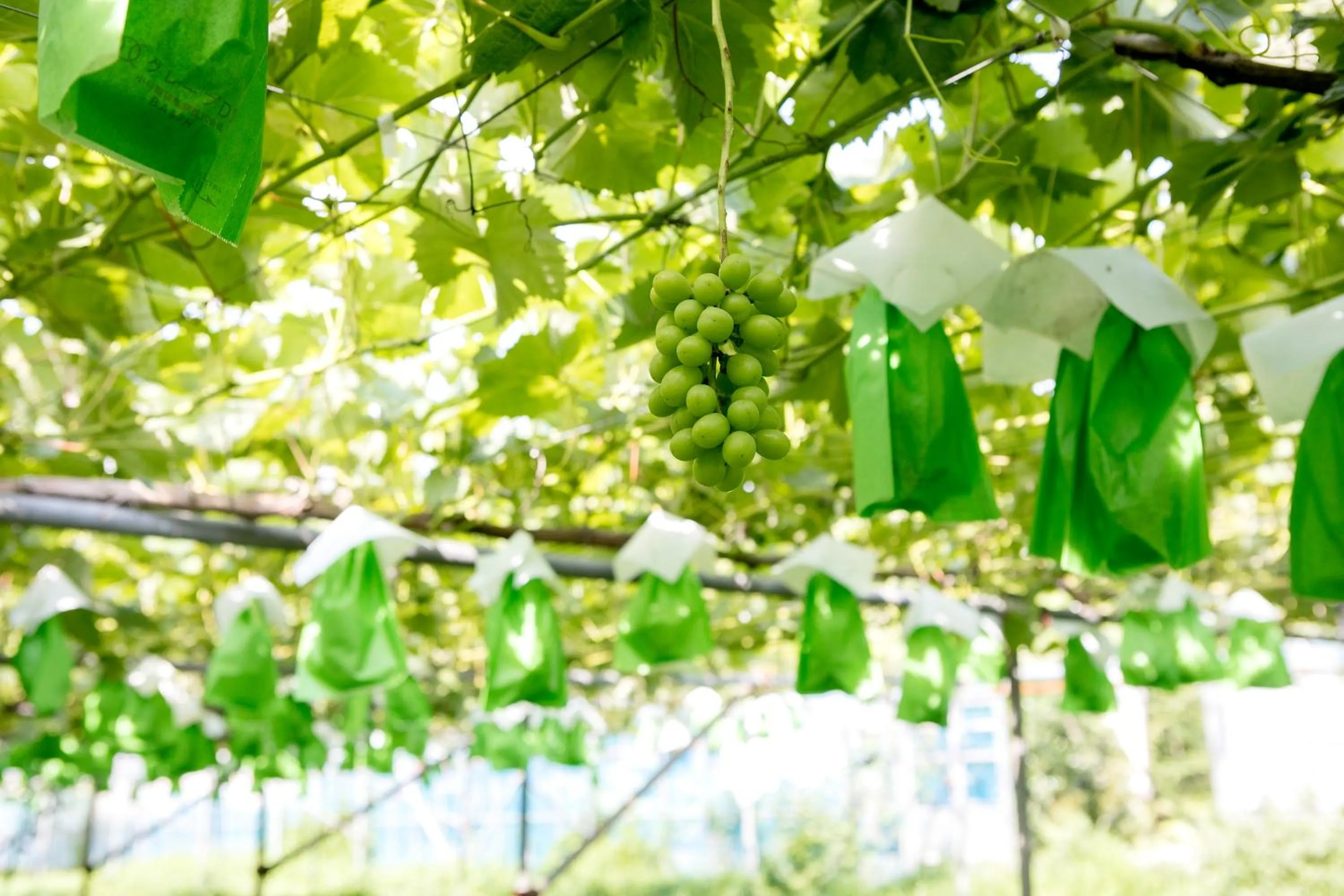 Nearby landmark in Ryokan Warabino
