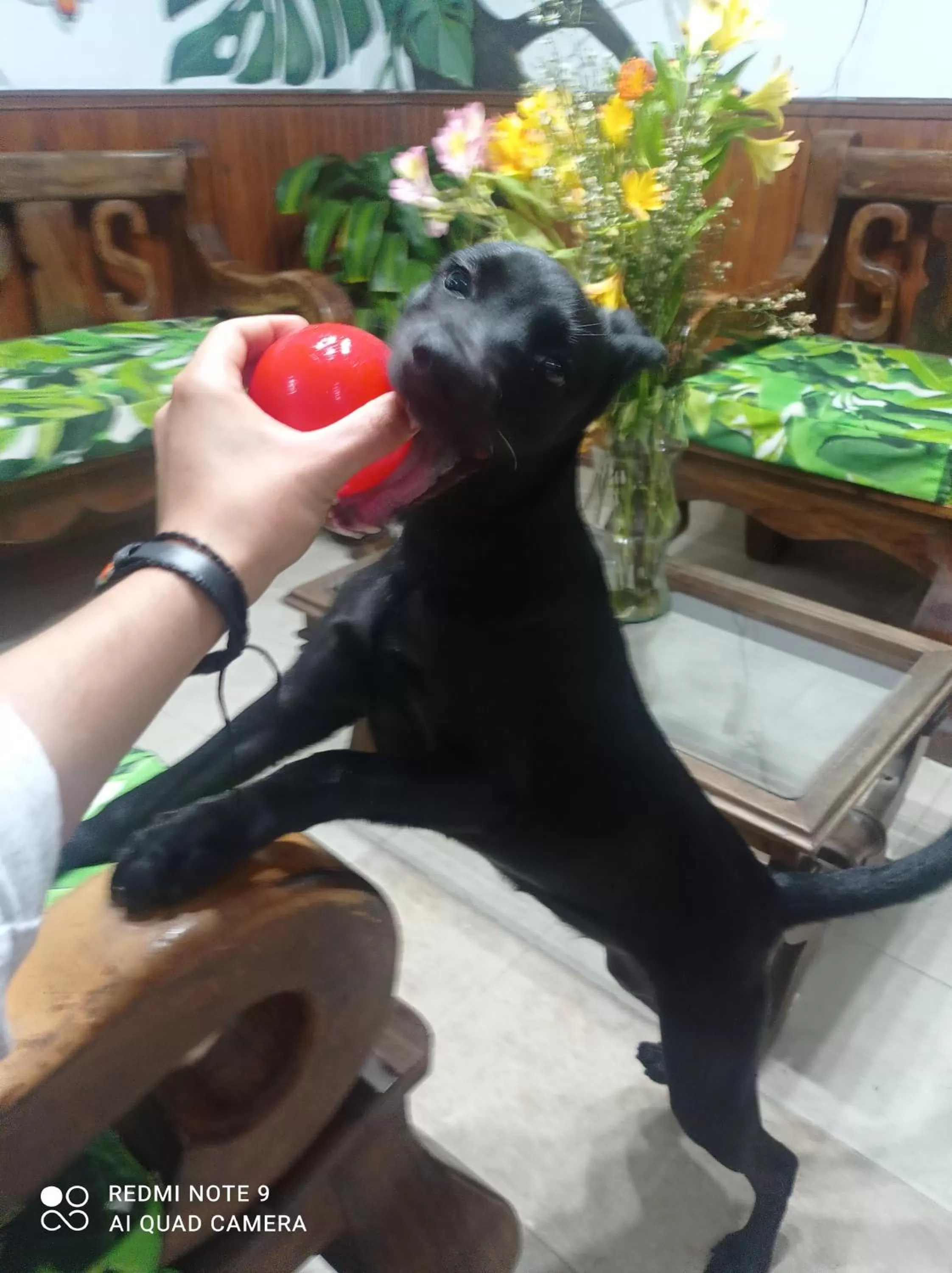 Pets in Hotel Plaza Calarcá