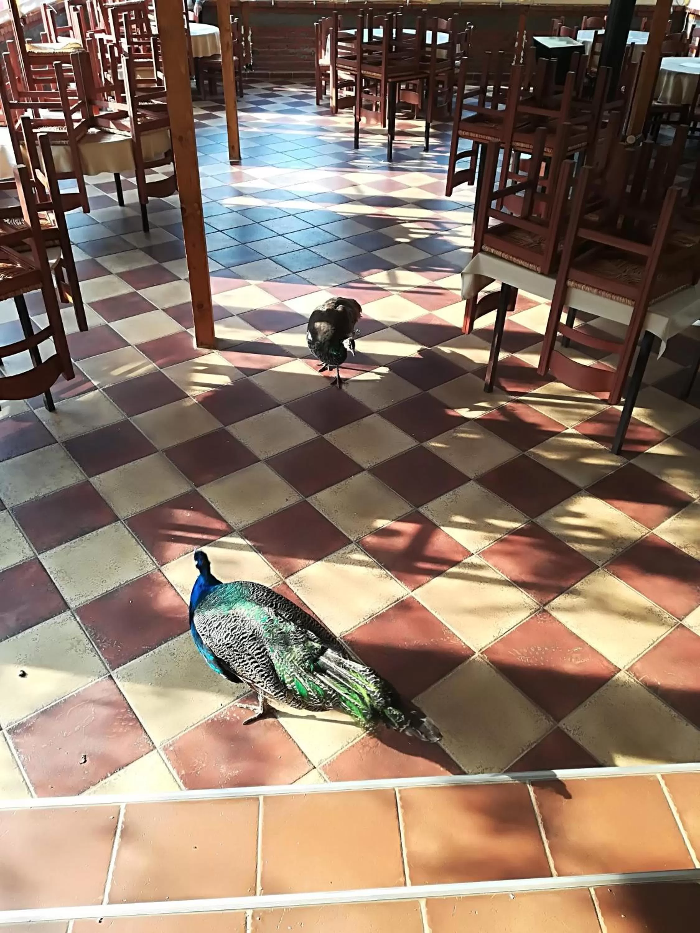 Animals in Etno selo Vile Jefimija, selo Preobrazenje, Vranje