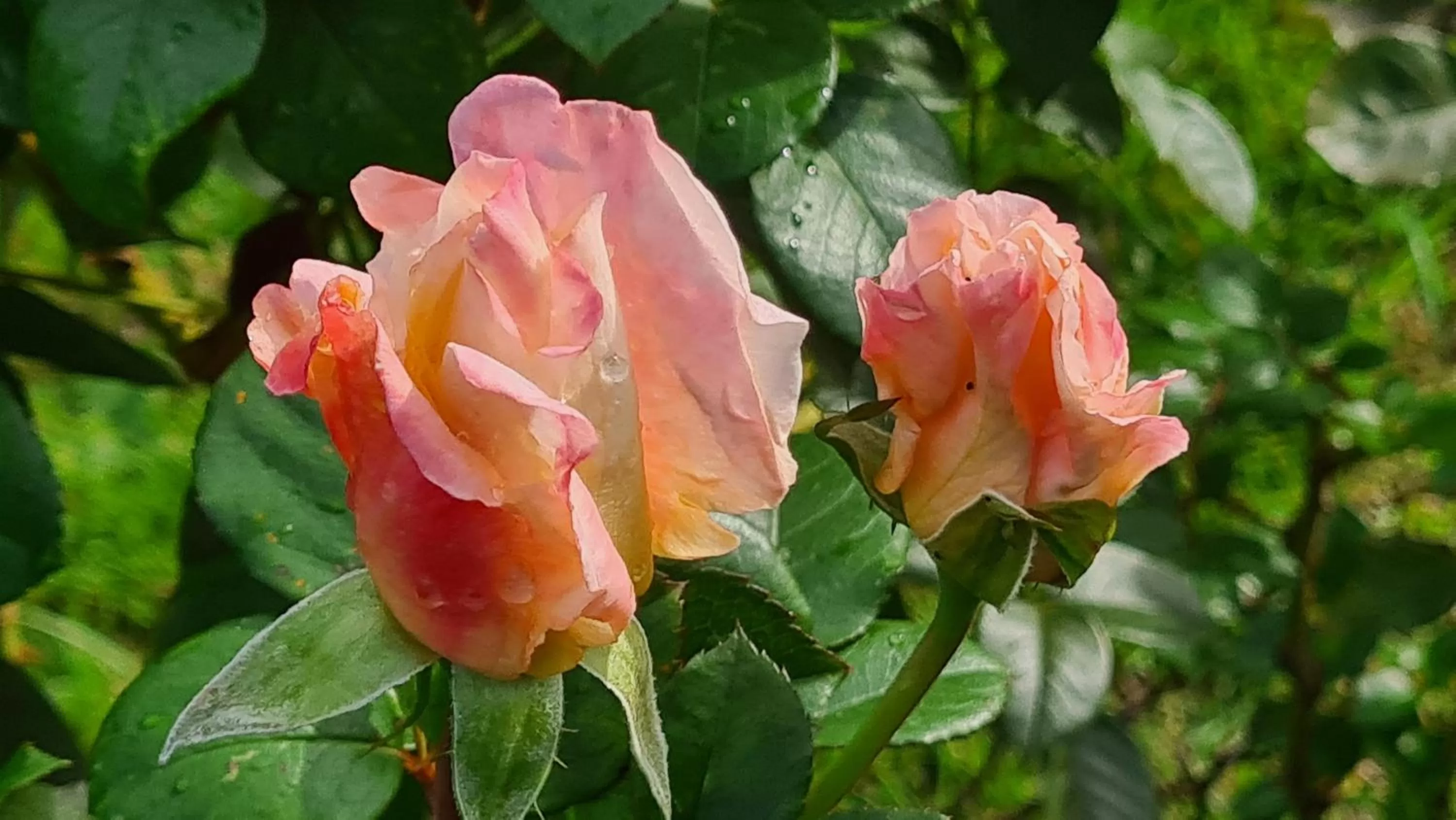 Garden in lesroses1680