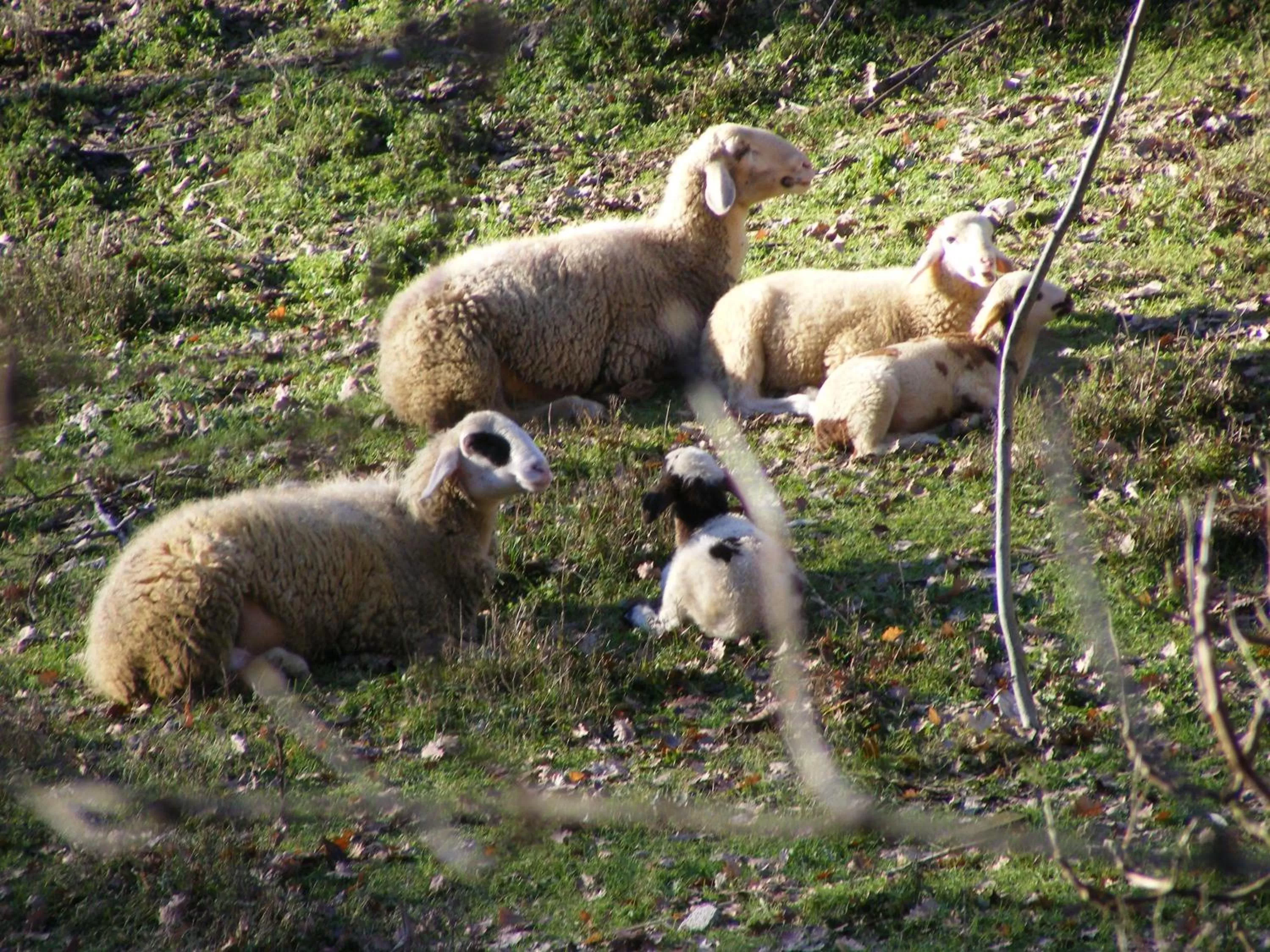 Animals in Bed & Breakfast La Gaggiaspina