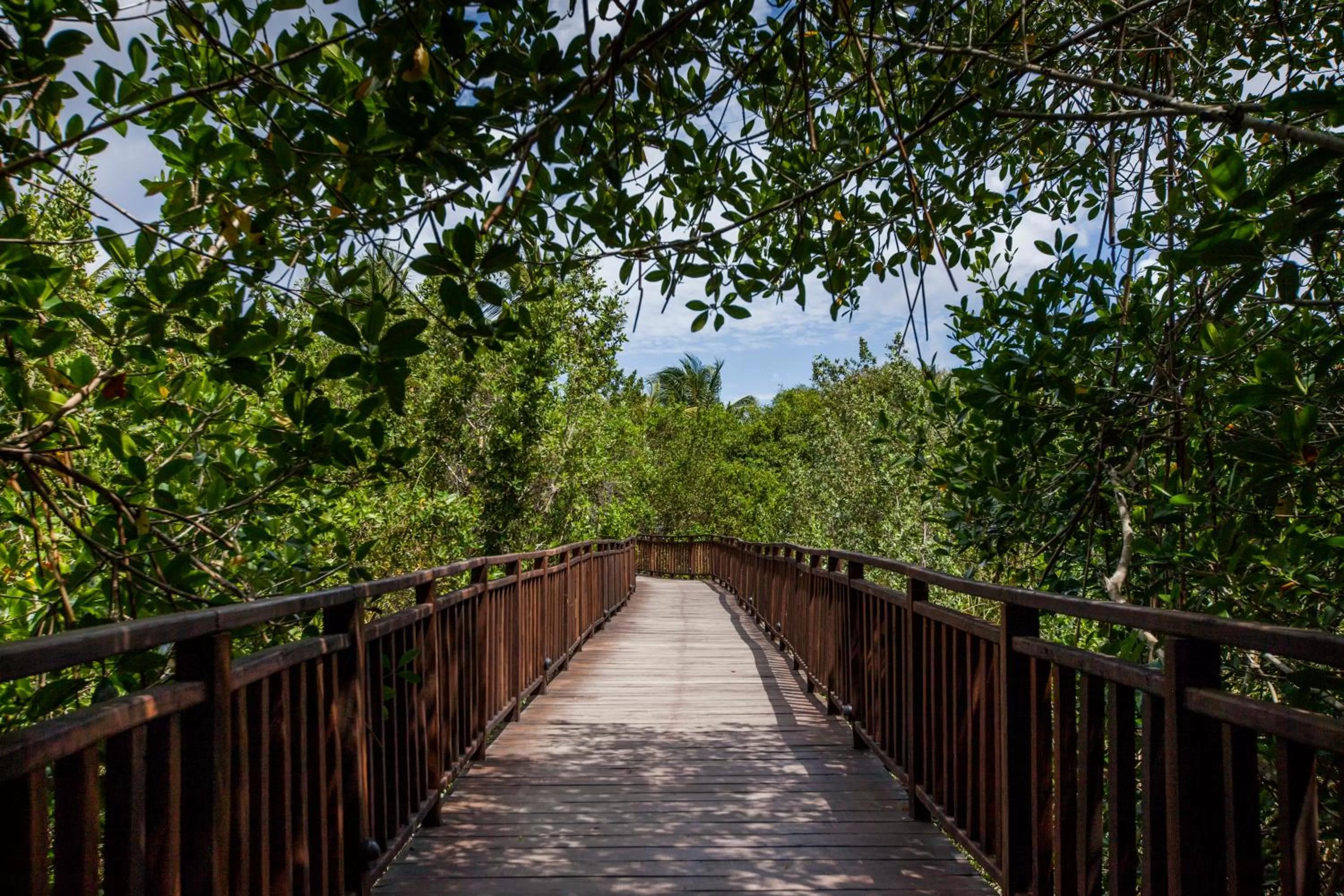 Natural landscape in Occidental Cozumel - All Inclusive