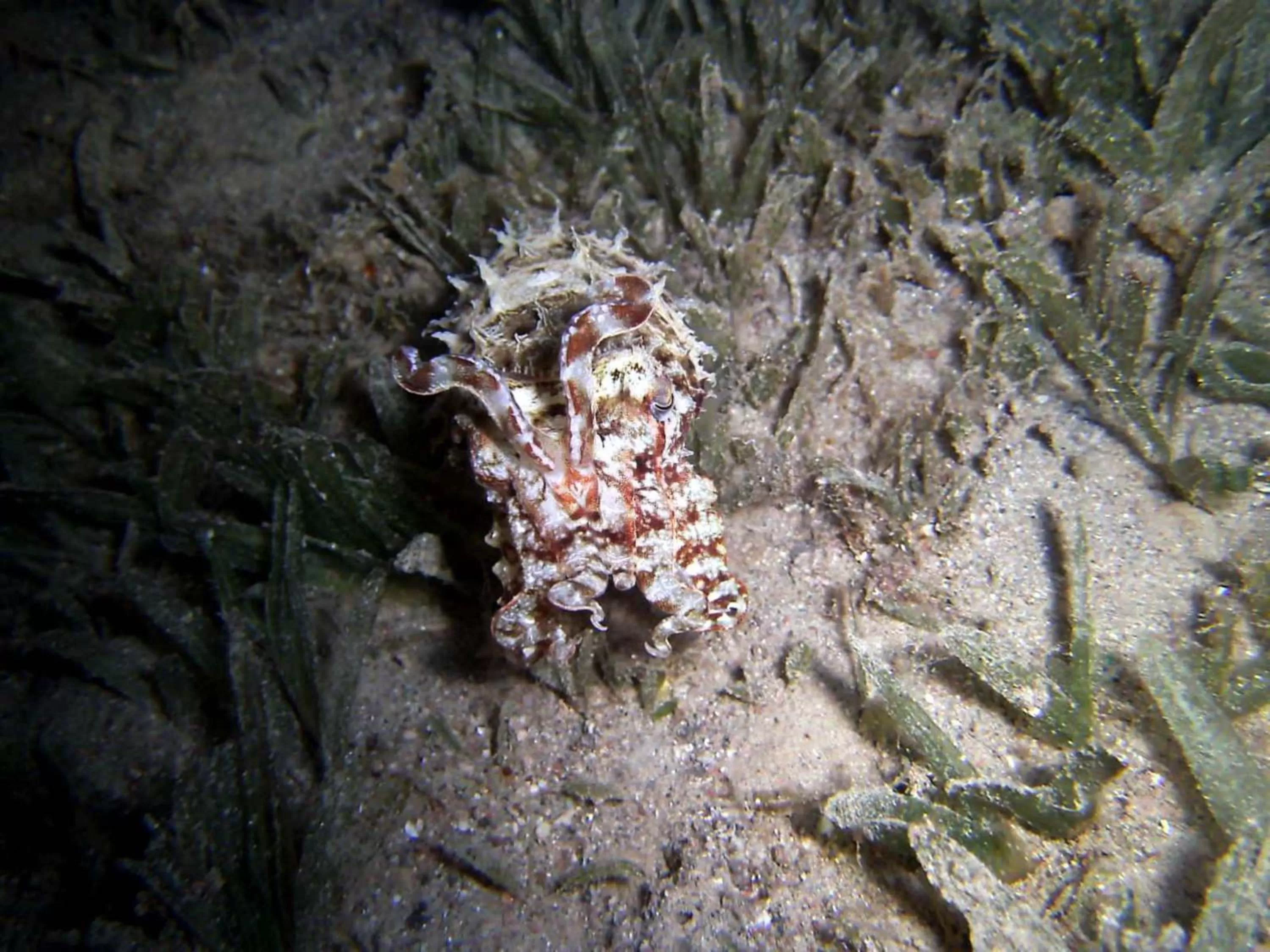 Diving, Other Animals in Arab Divers Dive Center and Bed & Breakfast