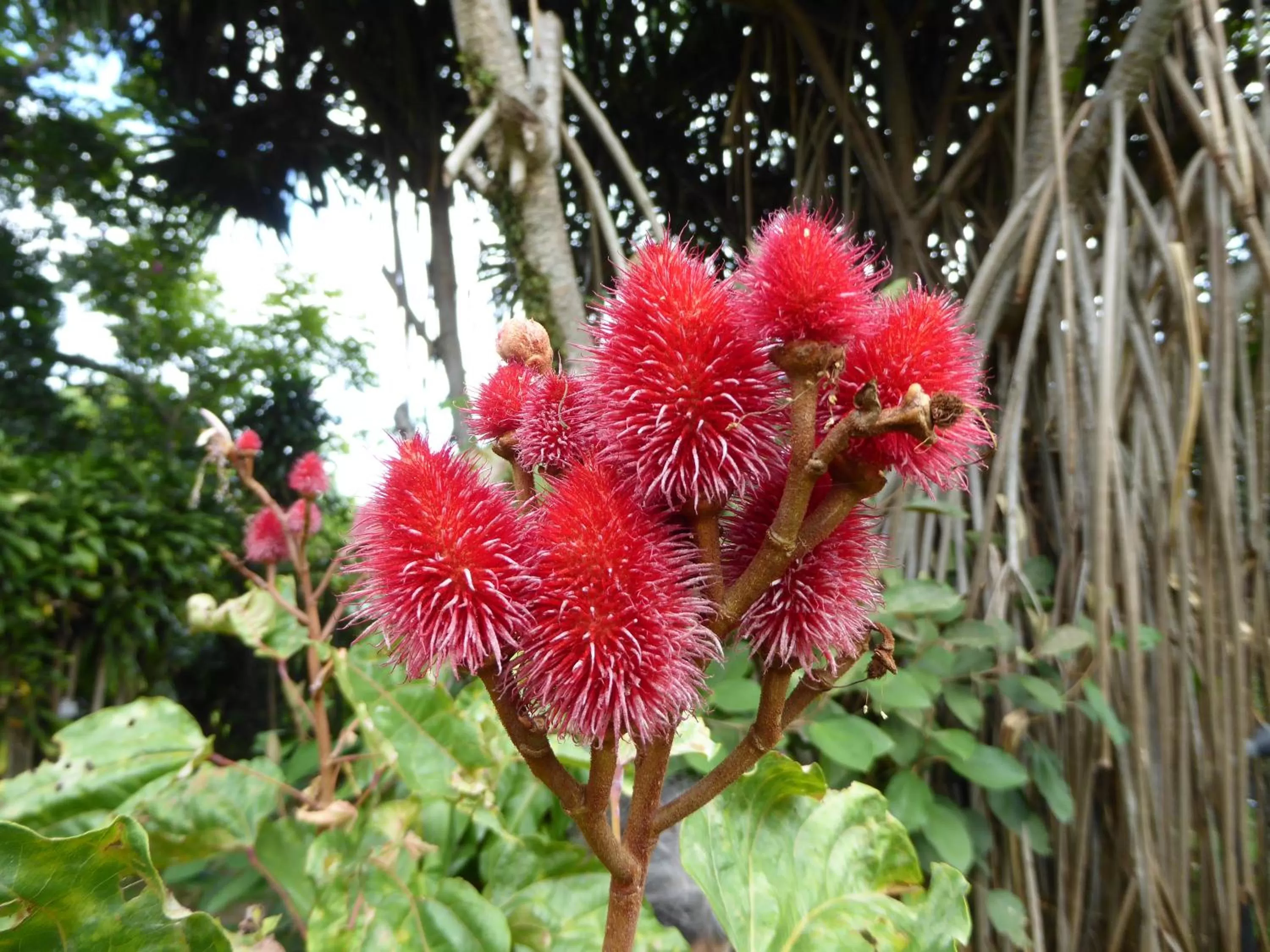 Garden in Pura Vida Hotel