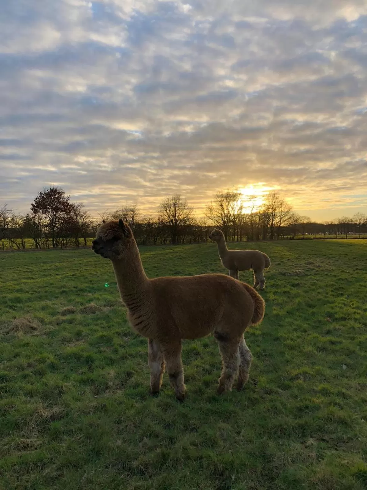 Other Animals in Grutsk op 12