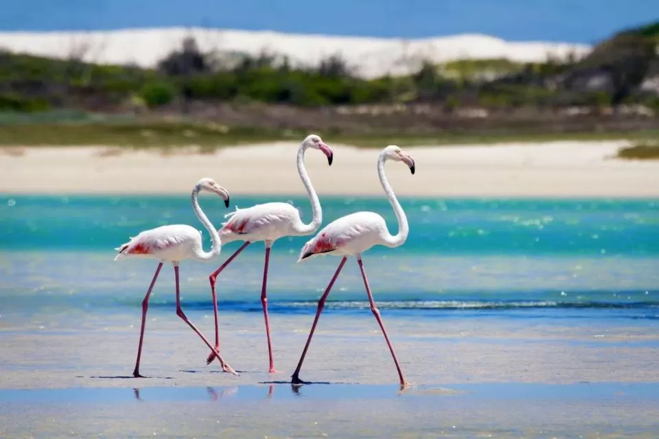 Property building, Other Animals in Hotel La Perle