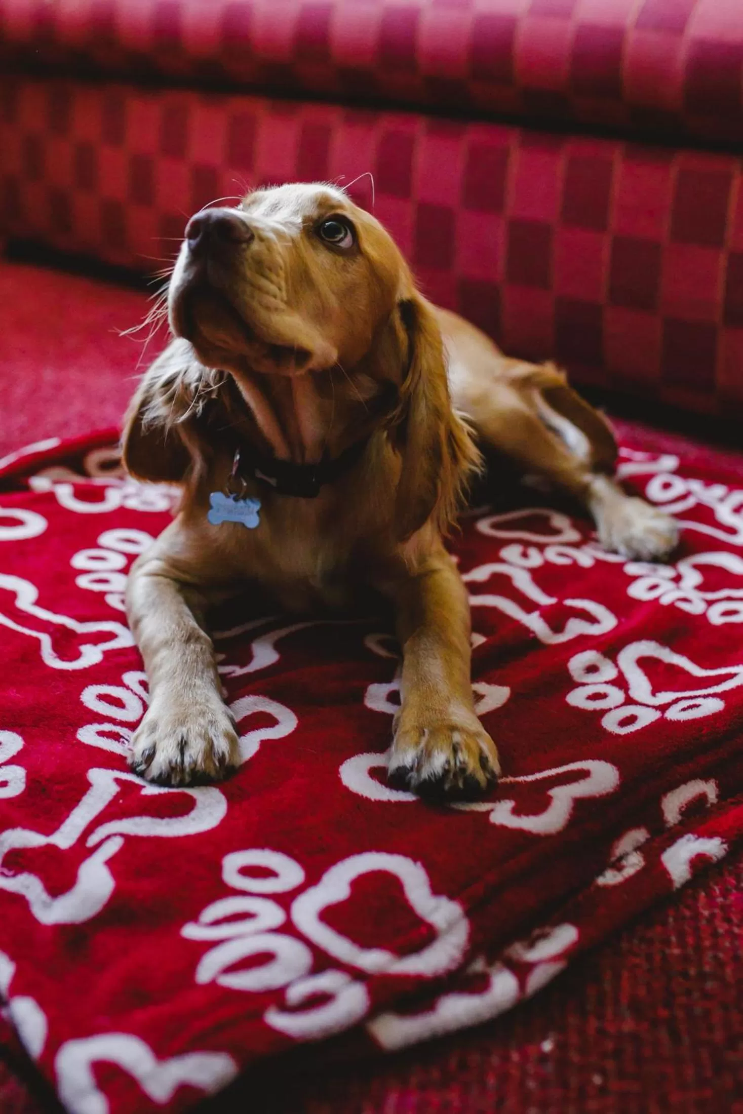 Pets in Inn On The Coast