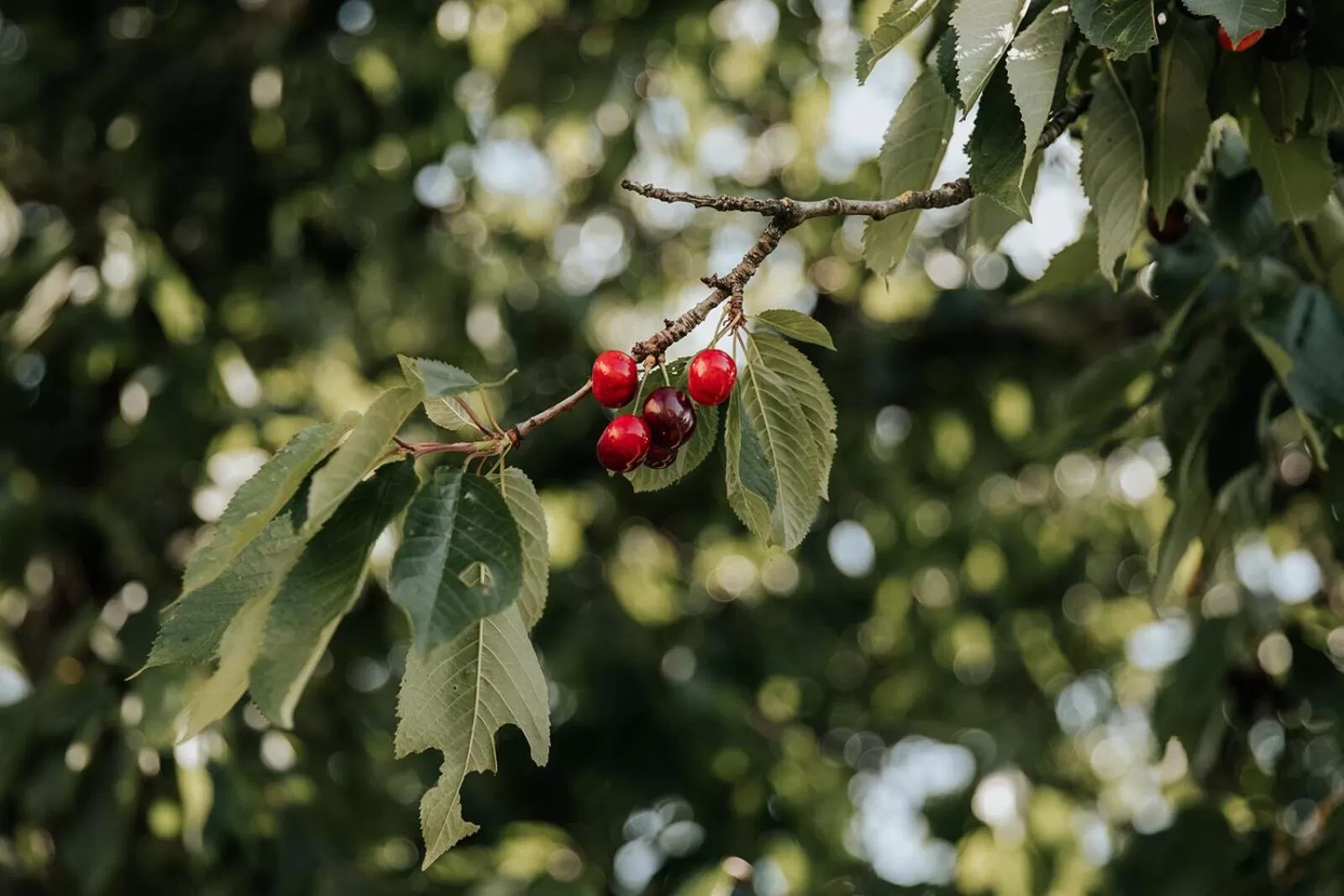Property building in Château La Grande Clotte