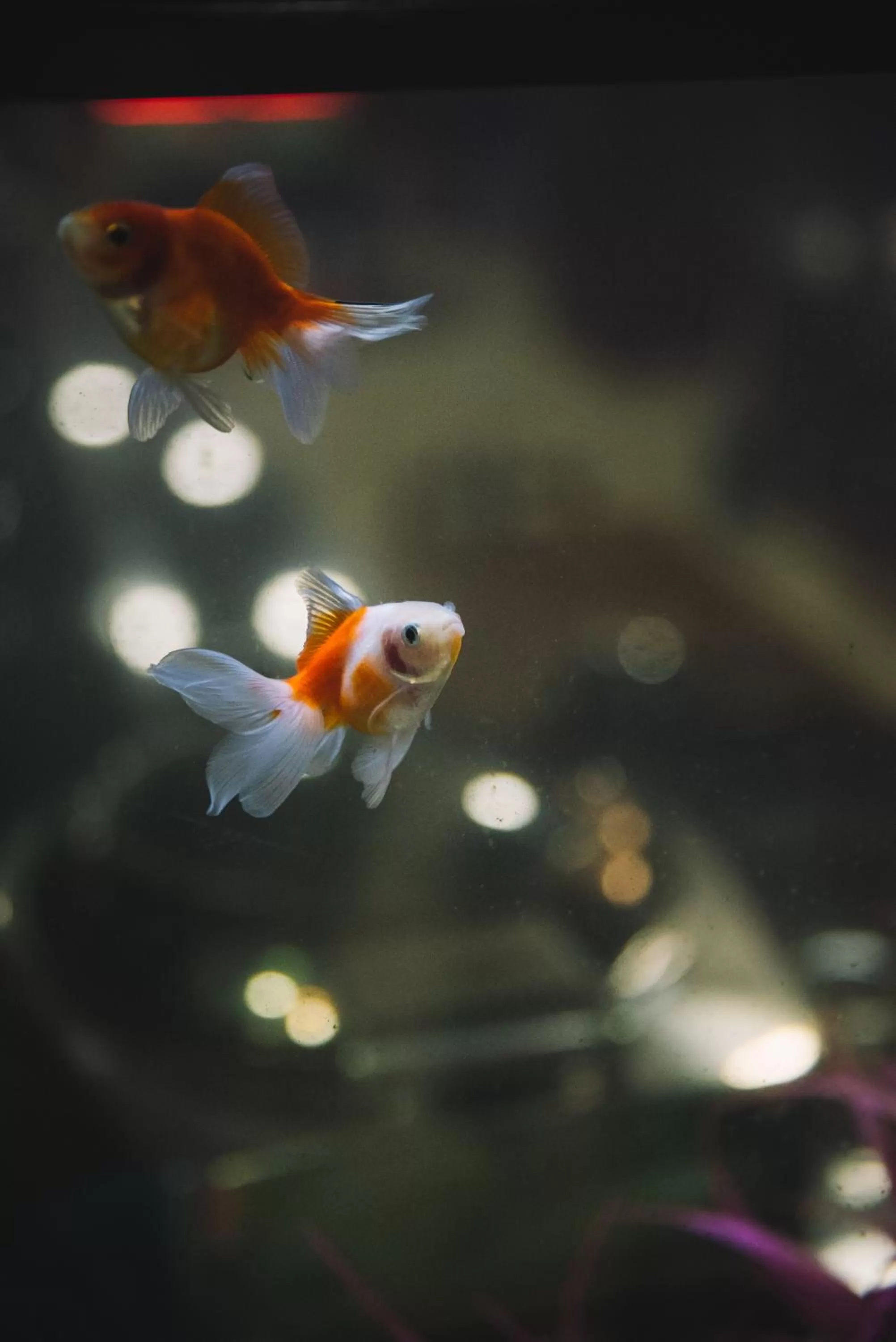 Animals, Other Animals in Petriti & Spa