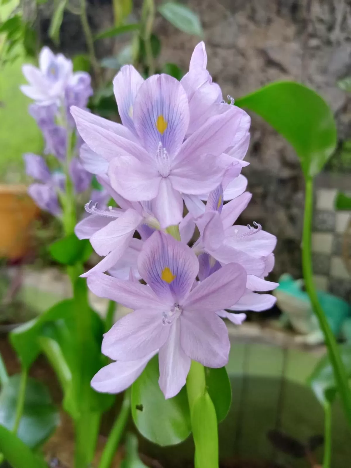 Garden in Nirvana Apartament Hostal