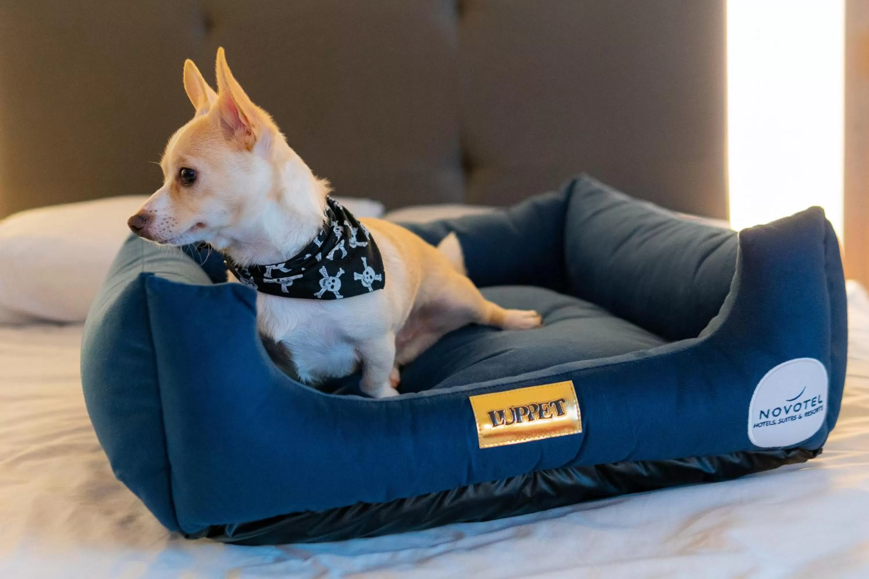 Pets in Novotel Santos Gonzaga