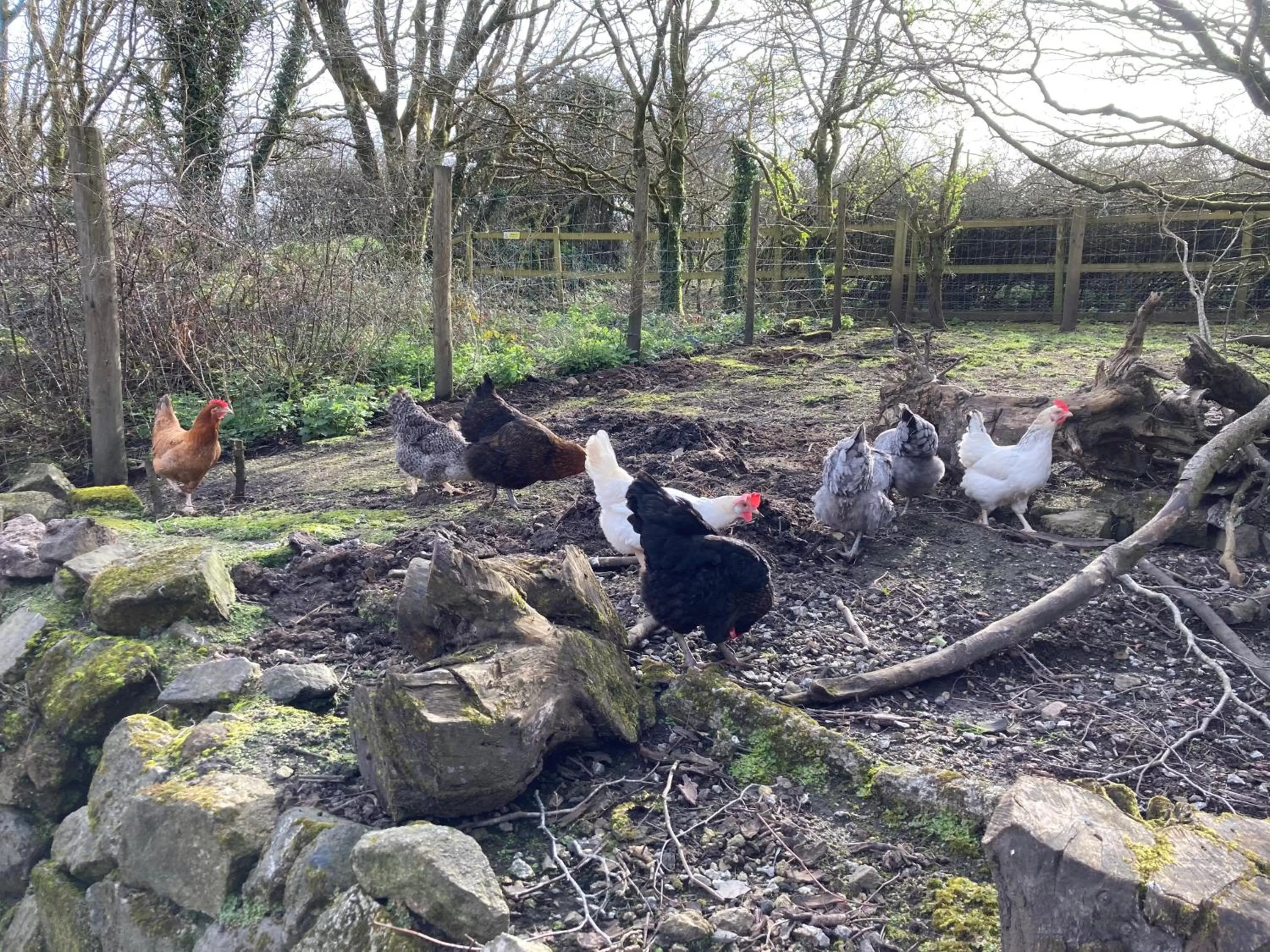Animals in Higher Trenear Farm B&B